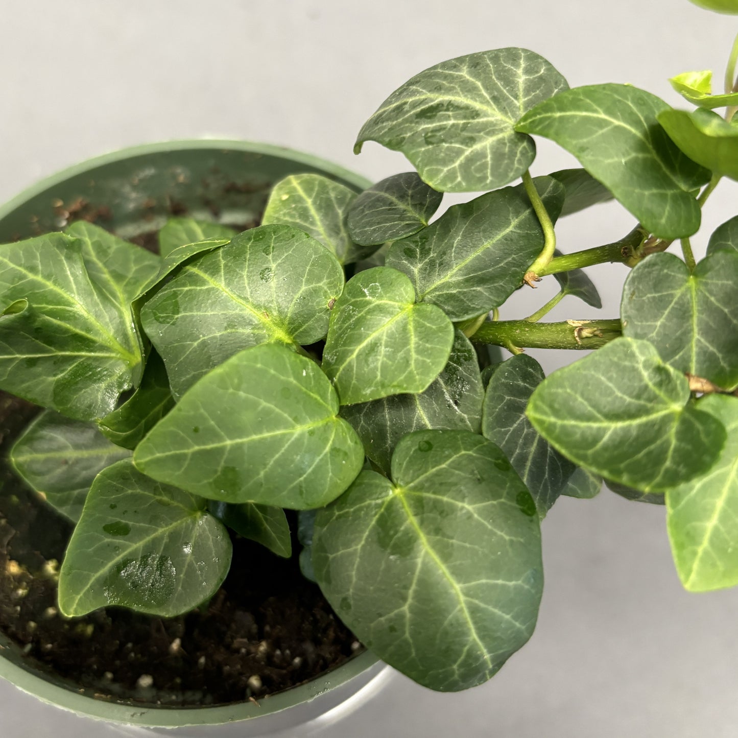 English Ivy