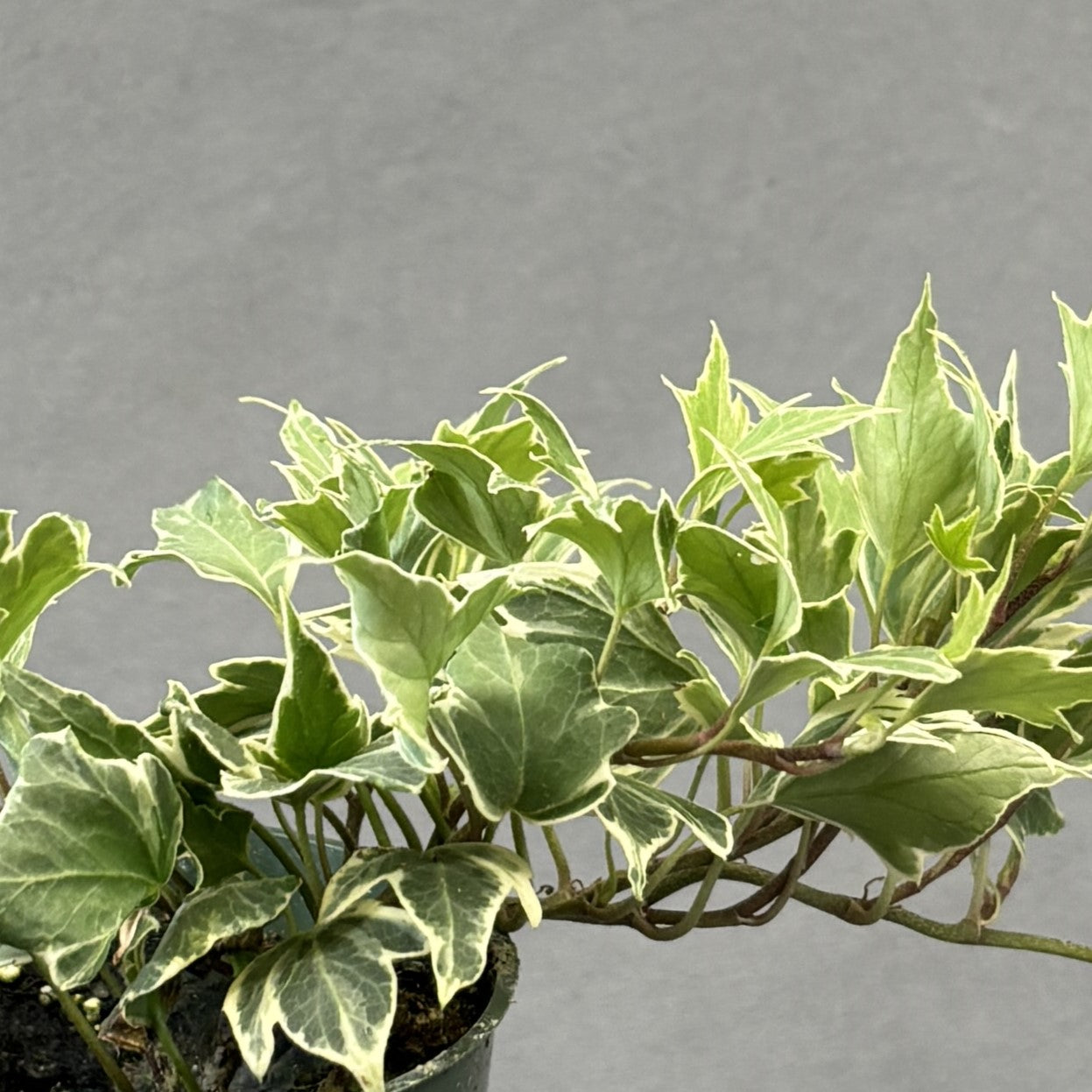 English Ivy
