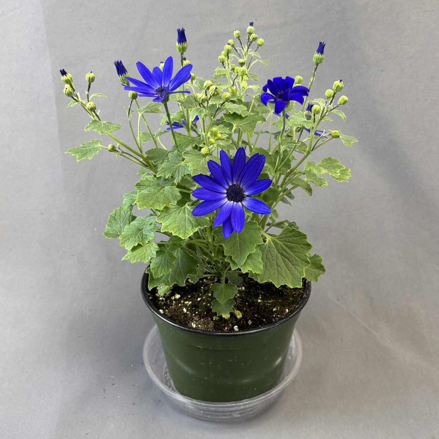 Senetti 'Blue Halo'