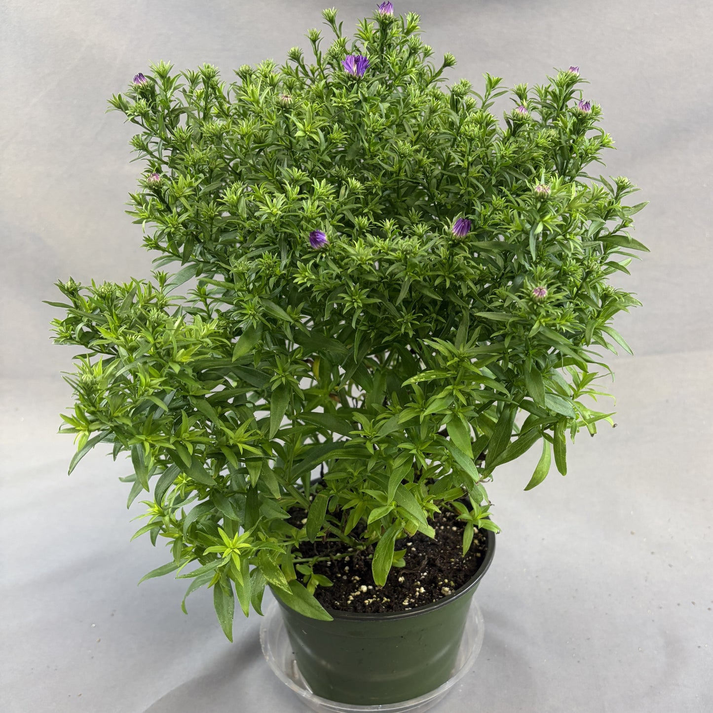 Fall Asters