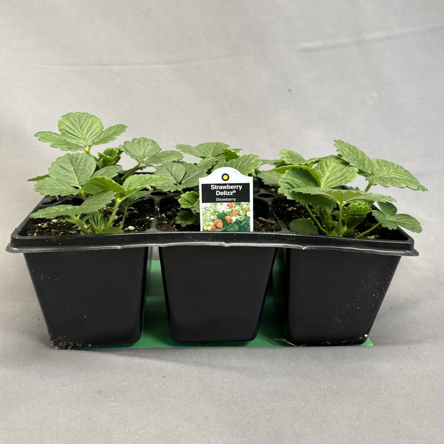 Everbearing Strawberry 'Delizz'