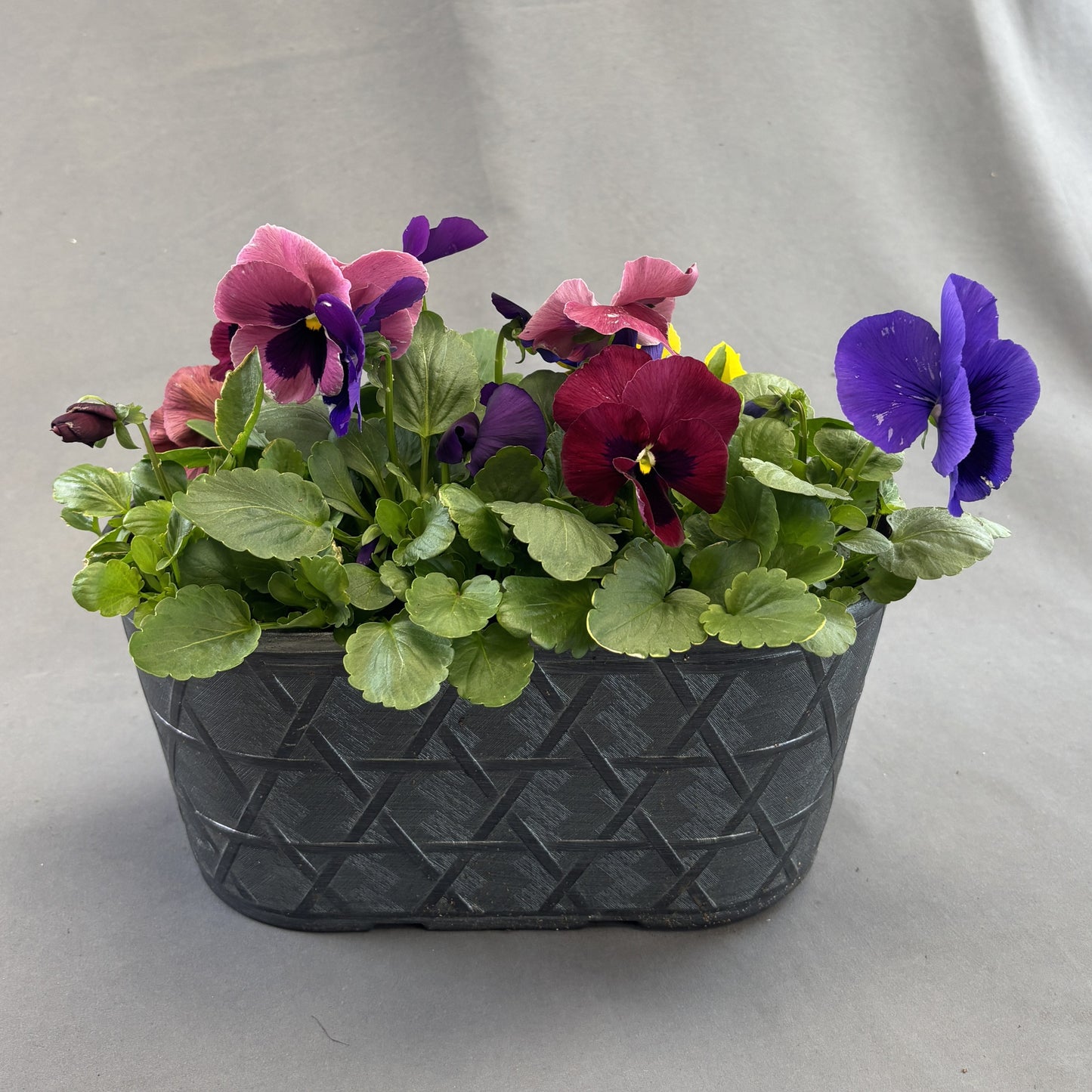 Pansy Bowl