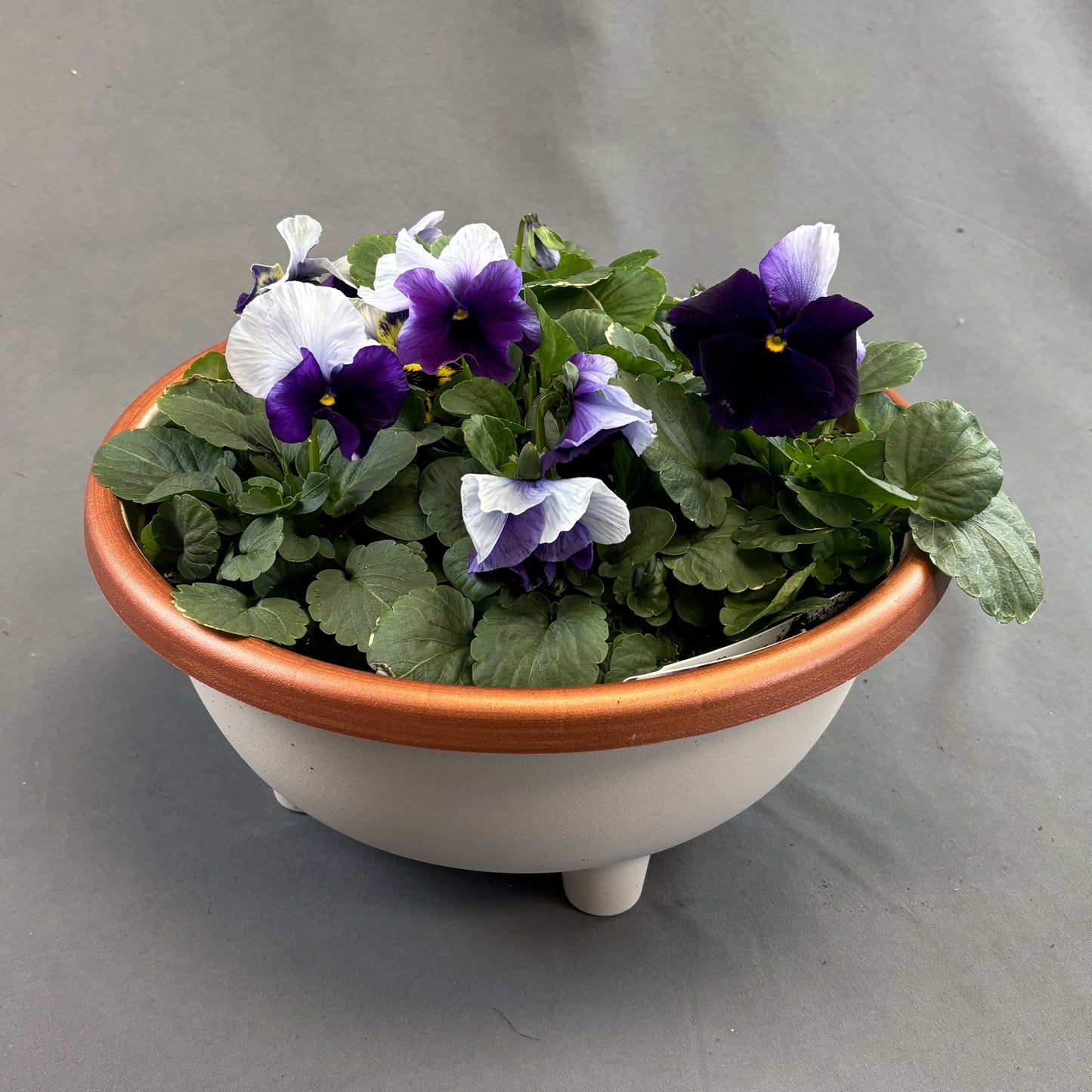 Pansy Bowl