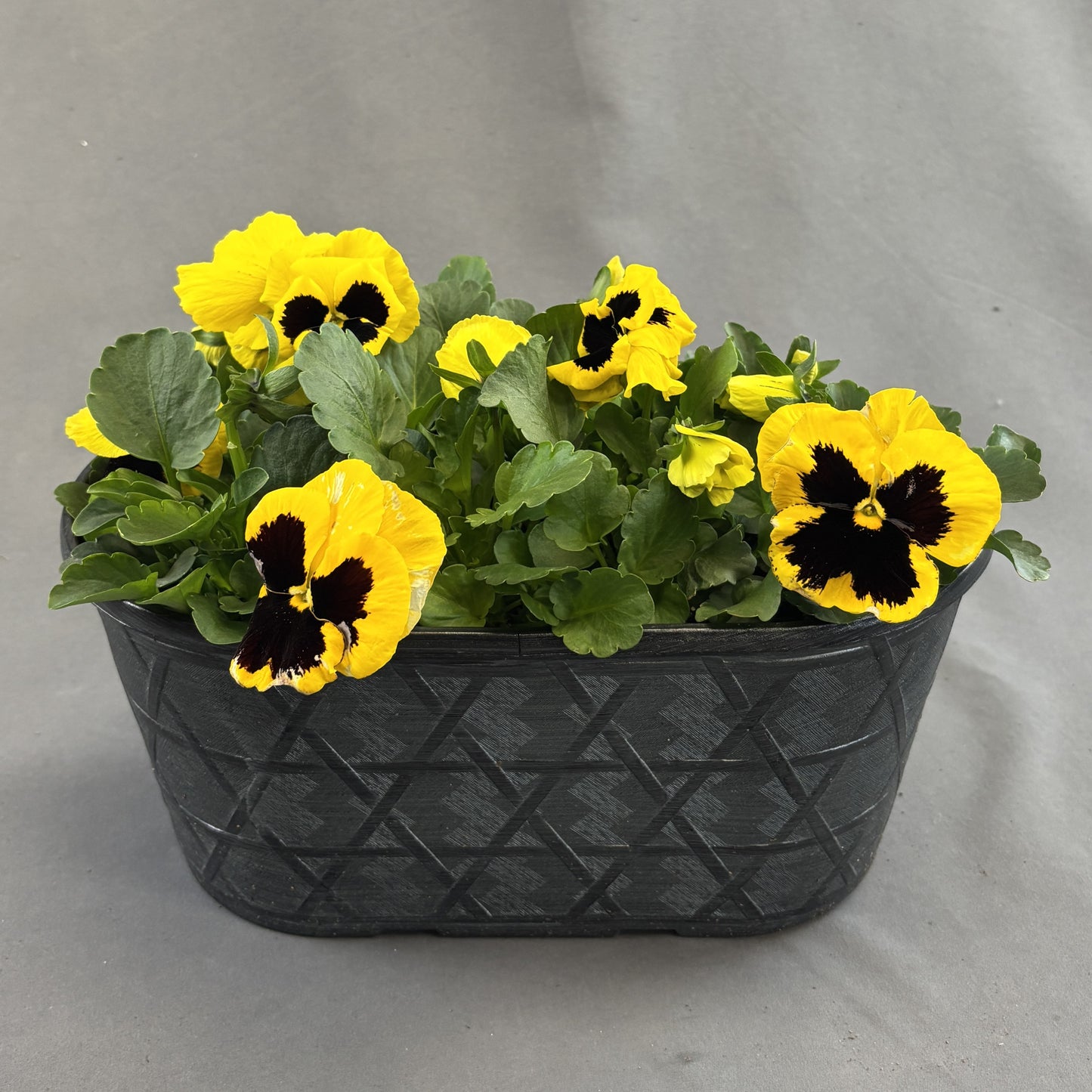 Pansy Bowl