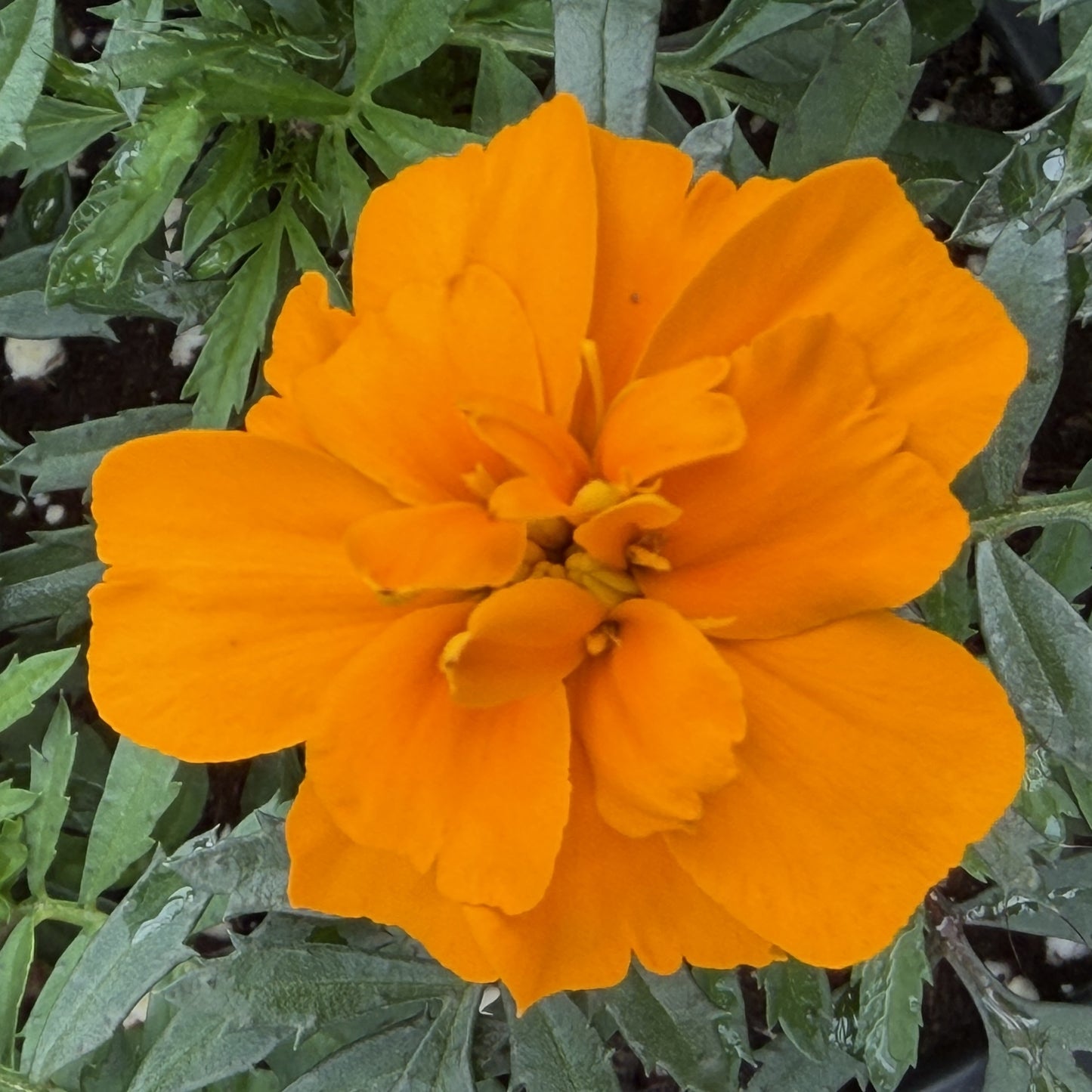 Marigold 'Super Hero' French
