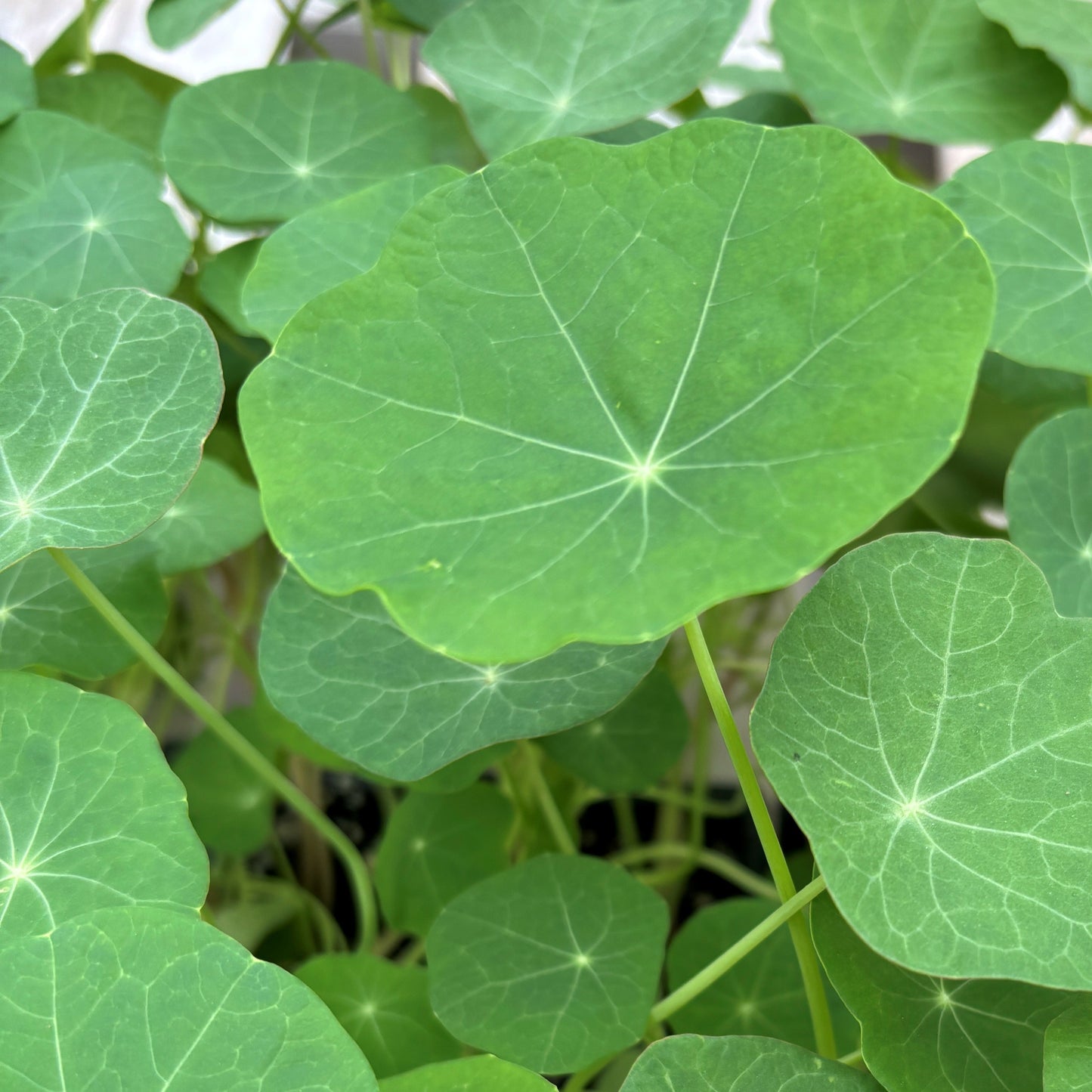 Nasturtium