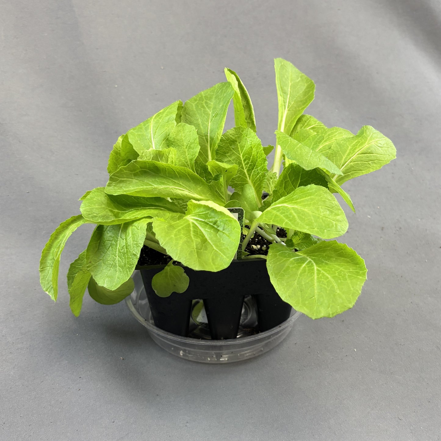 Chinese Cabbage 'Blues'