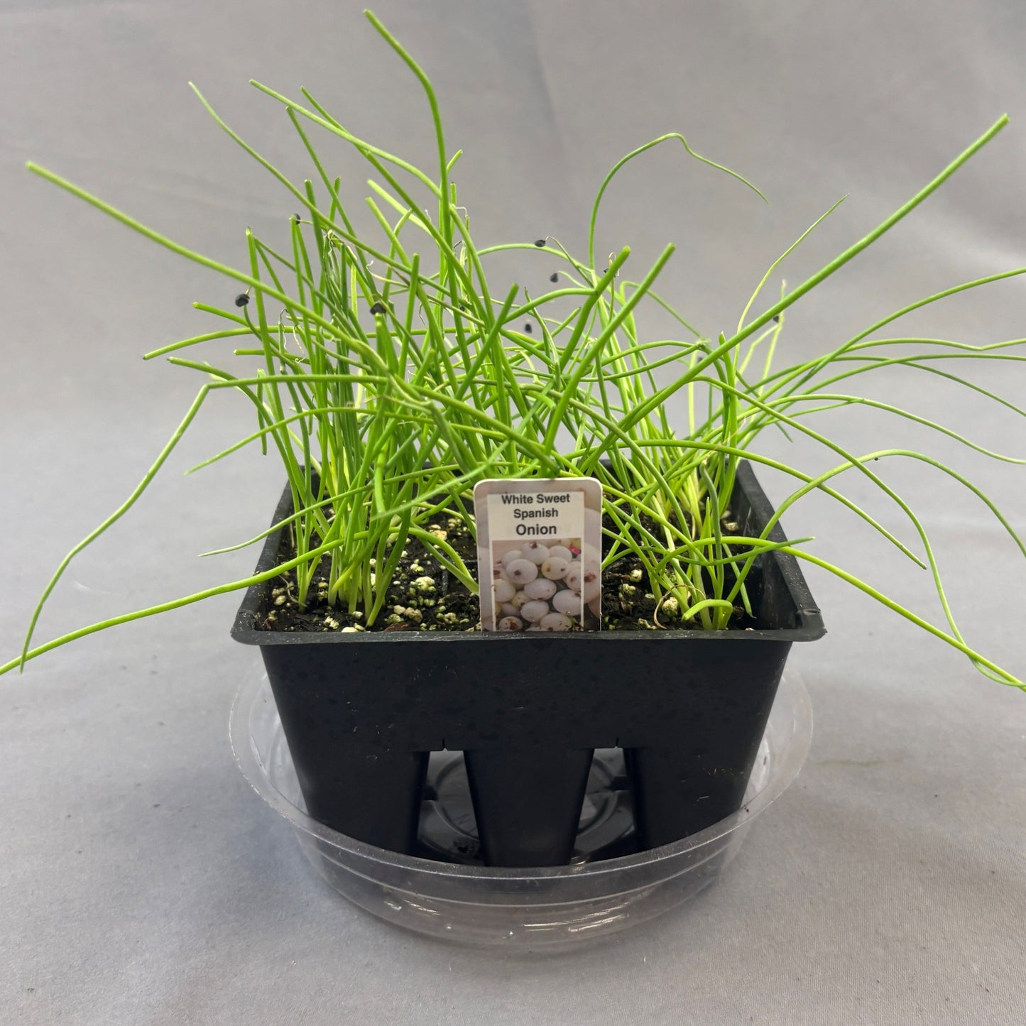 Onion 'White Sweet Spanish'