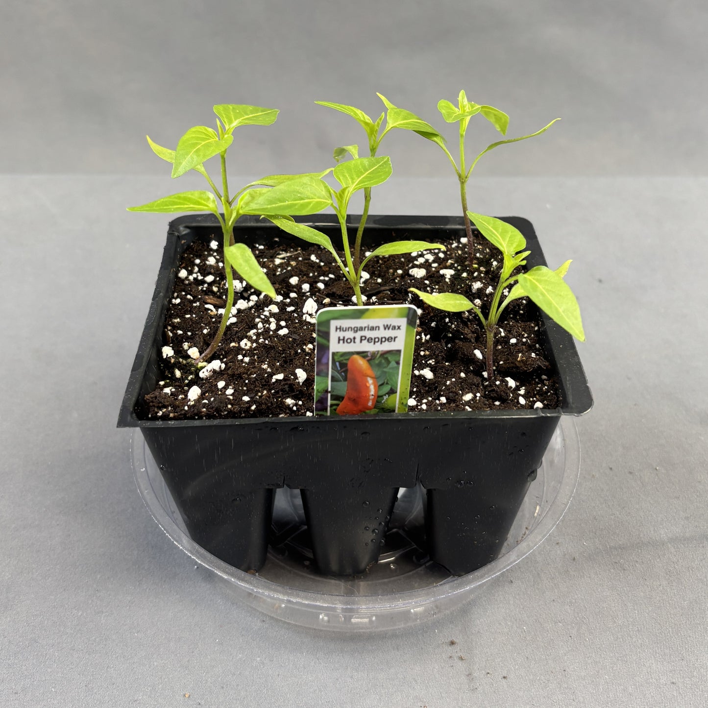 Pepper Hot 'Hungarian Wax'