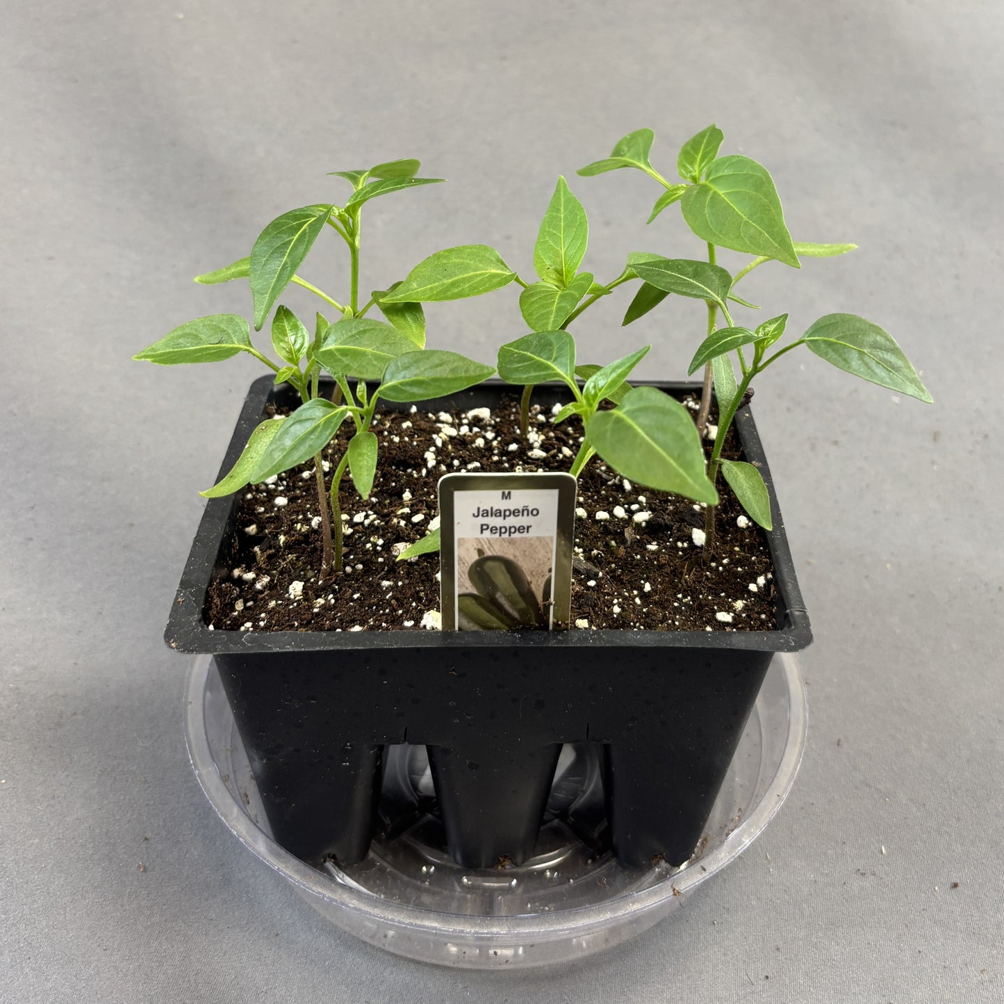 Pepper Hot 'Jalapeno'