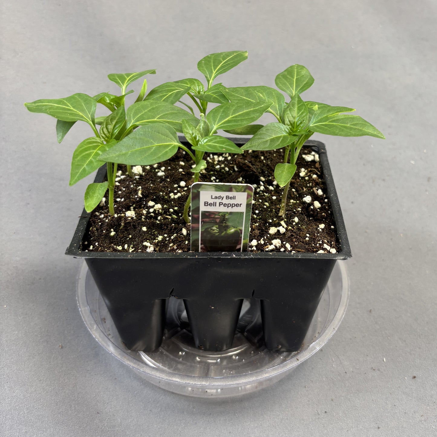 Pepper Bell 'Lady Bell'