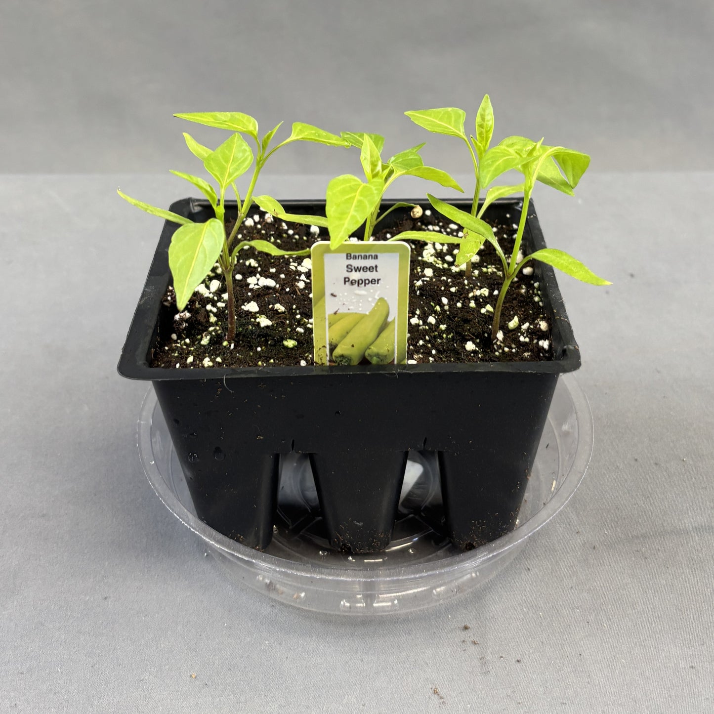 Pepper Sweet 'Banana'