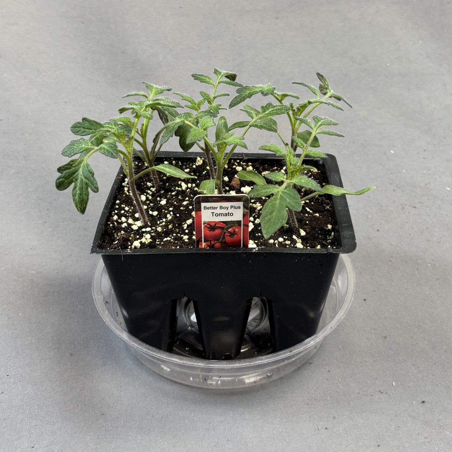 Tomato 'Better Boy'
