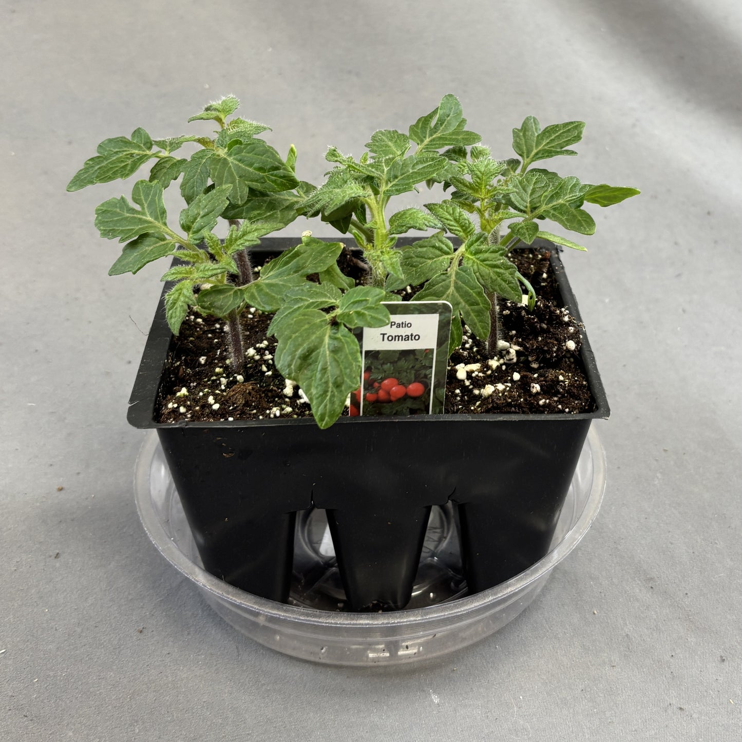 Tomato 'Patio'