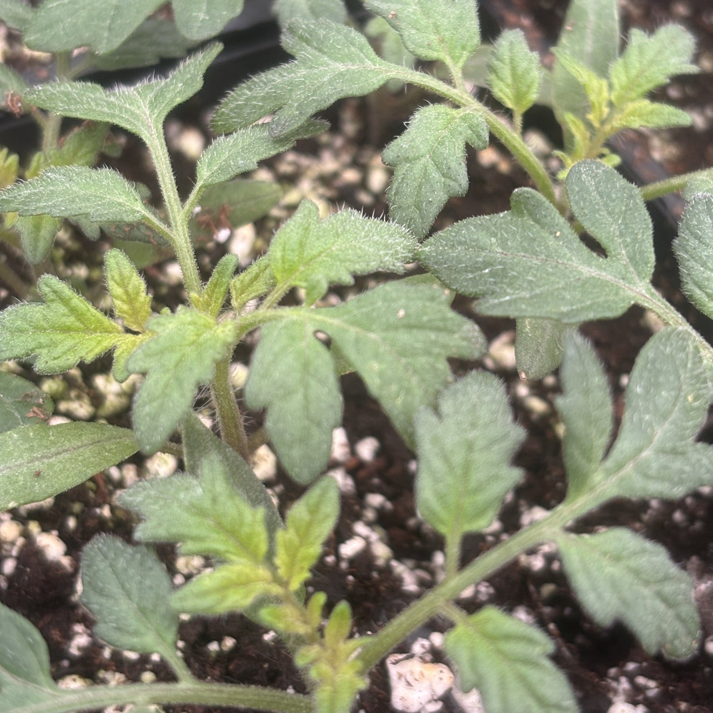 Tomato 'Supersweet 100'