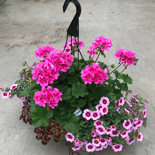 12" Deluxe Mixed HANGING BASKET - For SUN *(May not be exactly as shown)