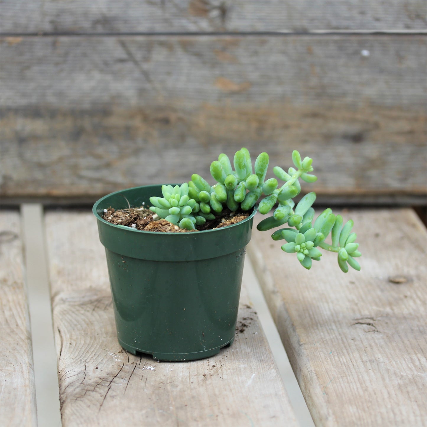 Burro's-Tail