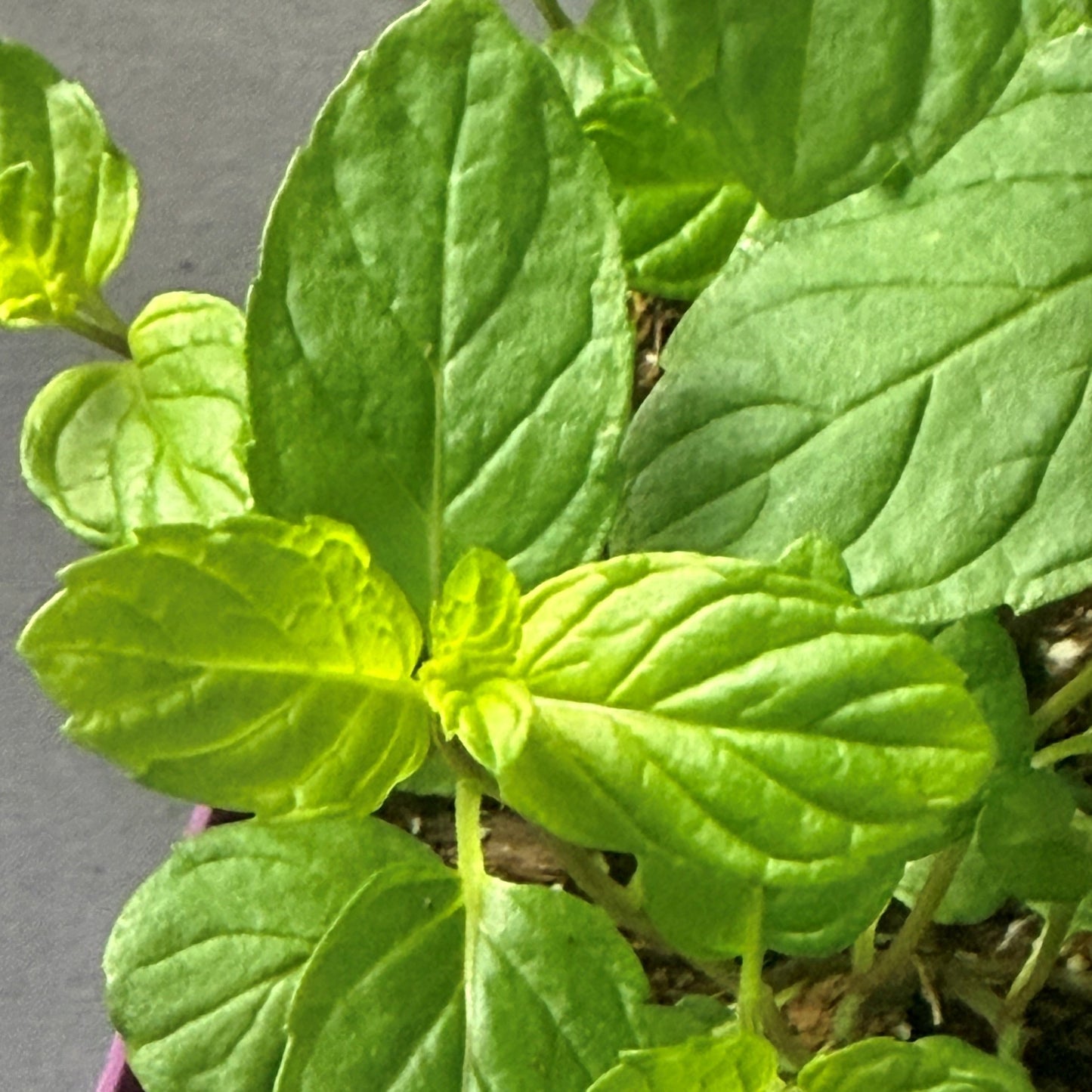 Mint 'Mint-Tea'