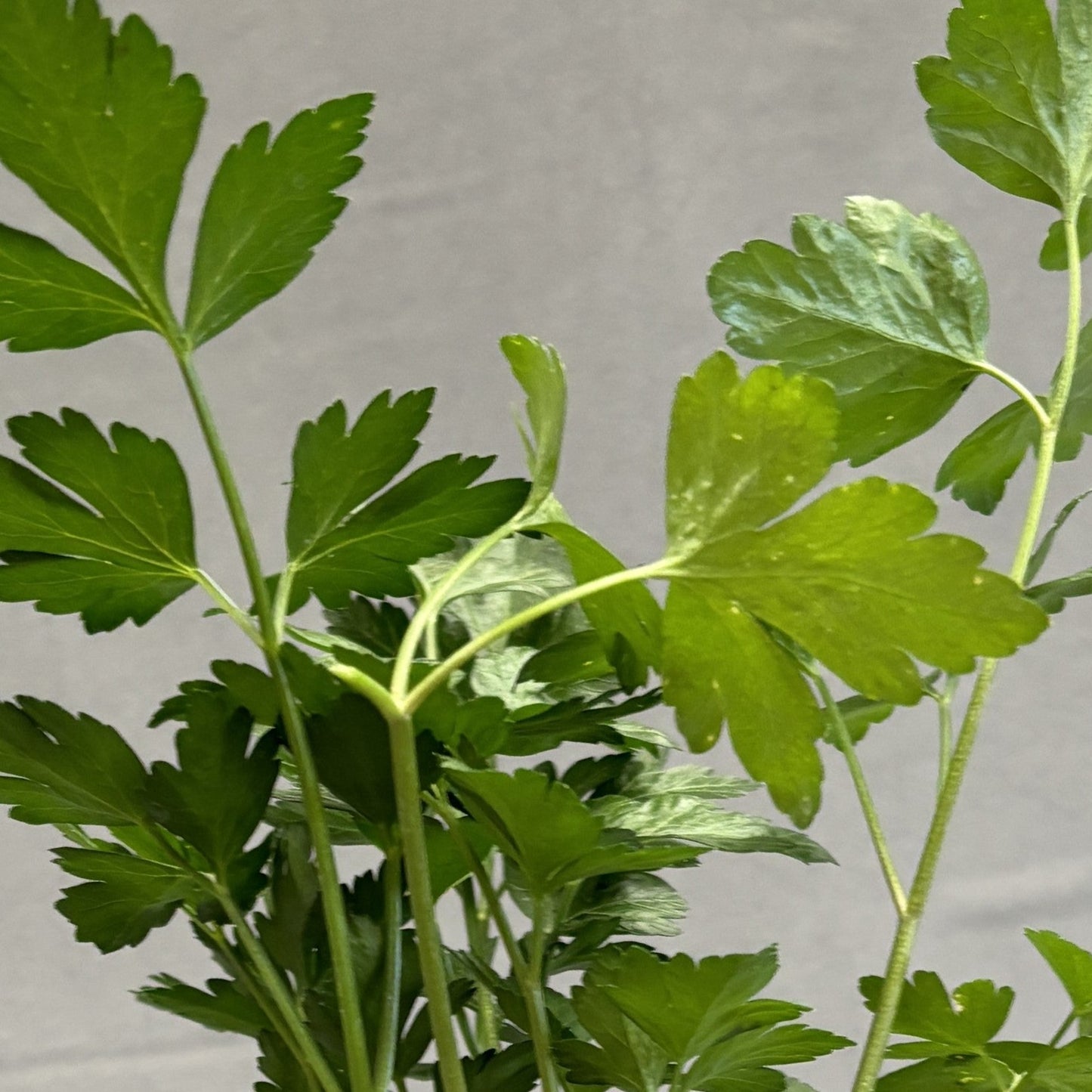 Parsley 'Italian'