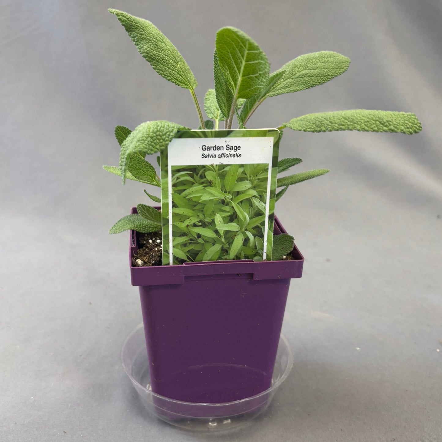 Sage 'Garden'