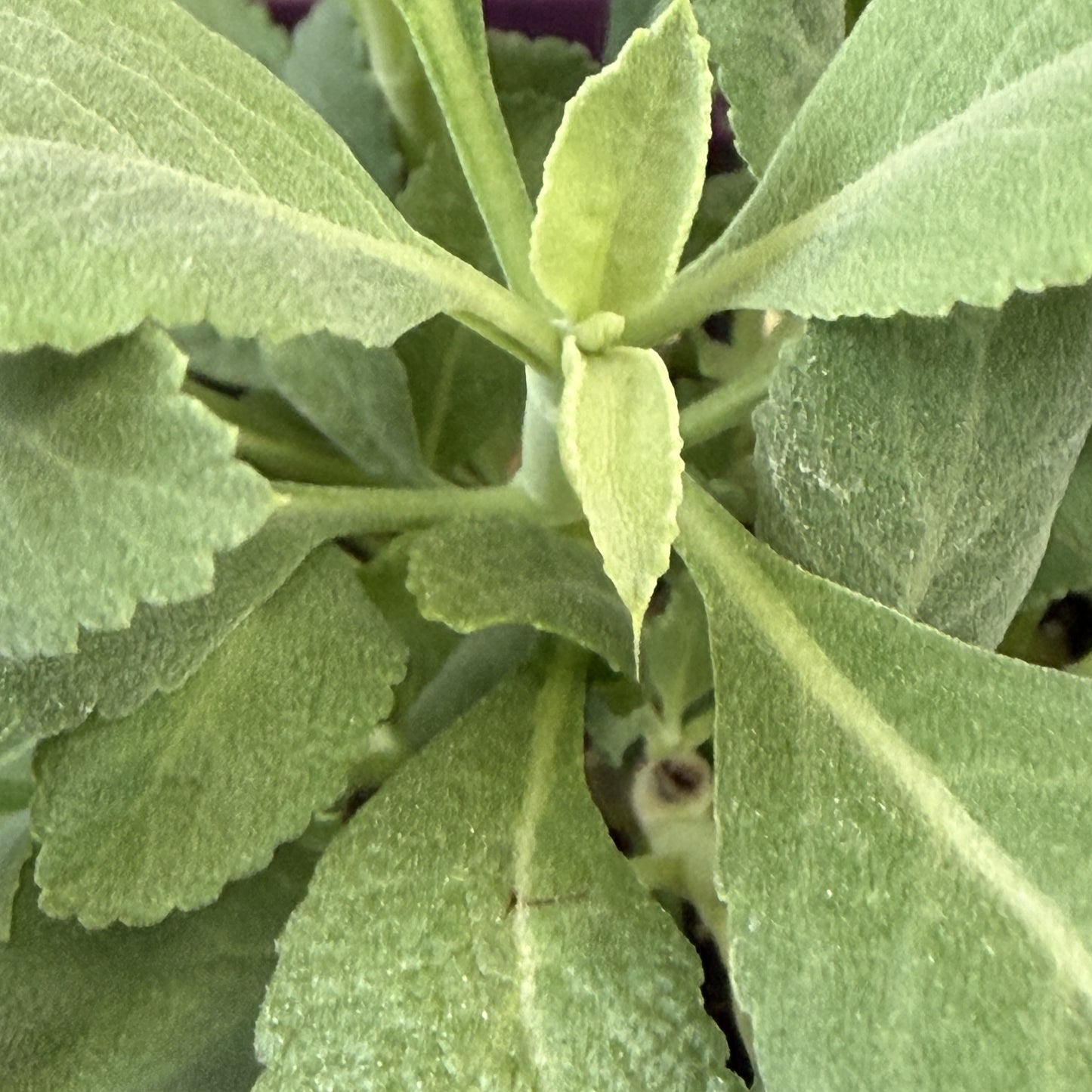 Sage 'White'