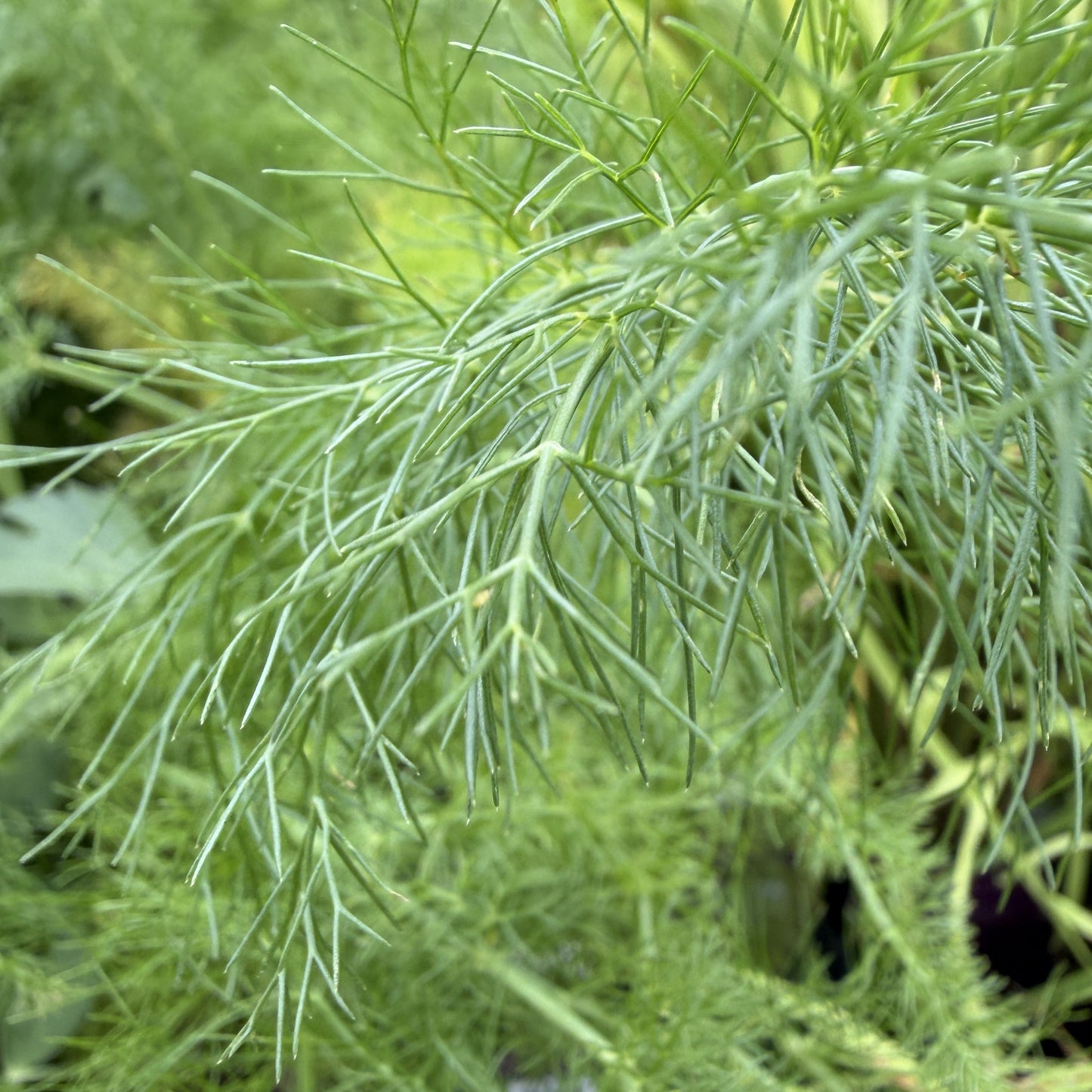 Fennel