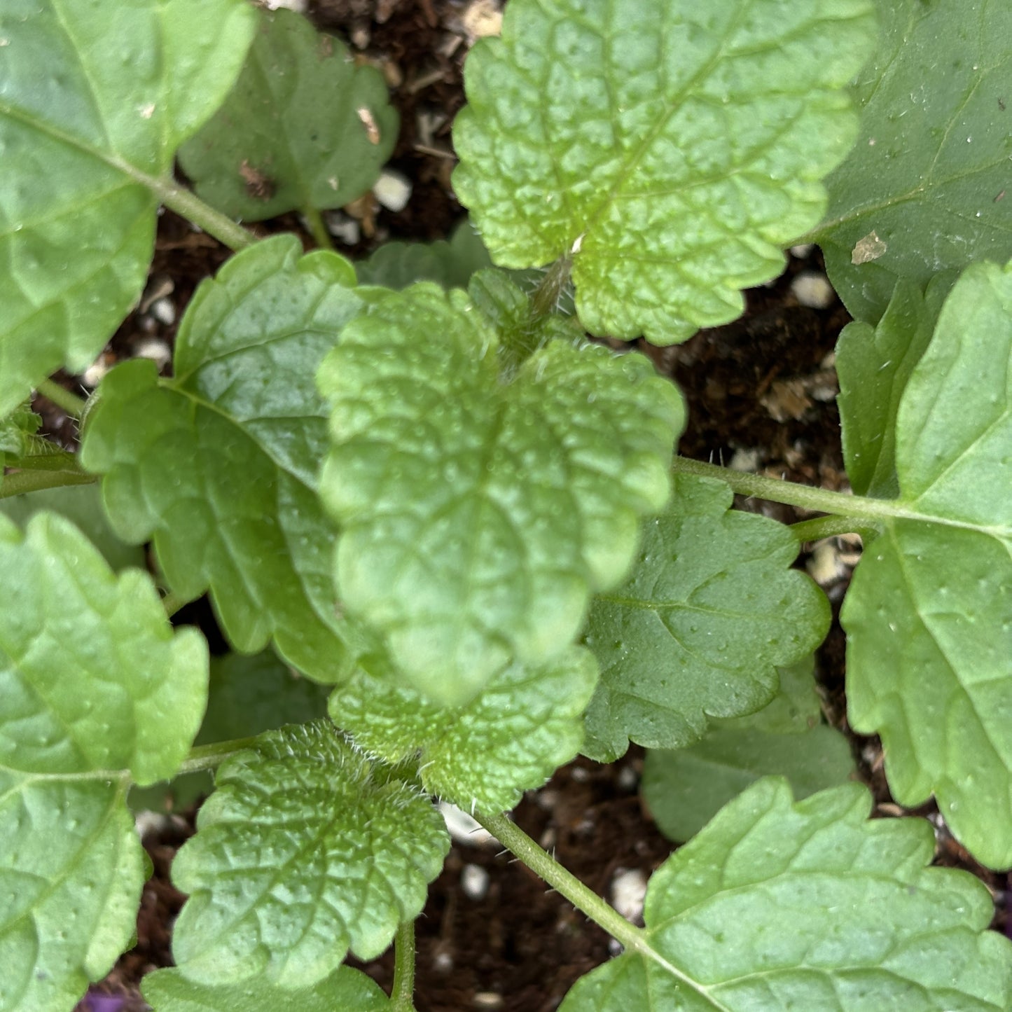 Lemon Balm 'Melissa'