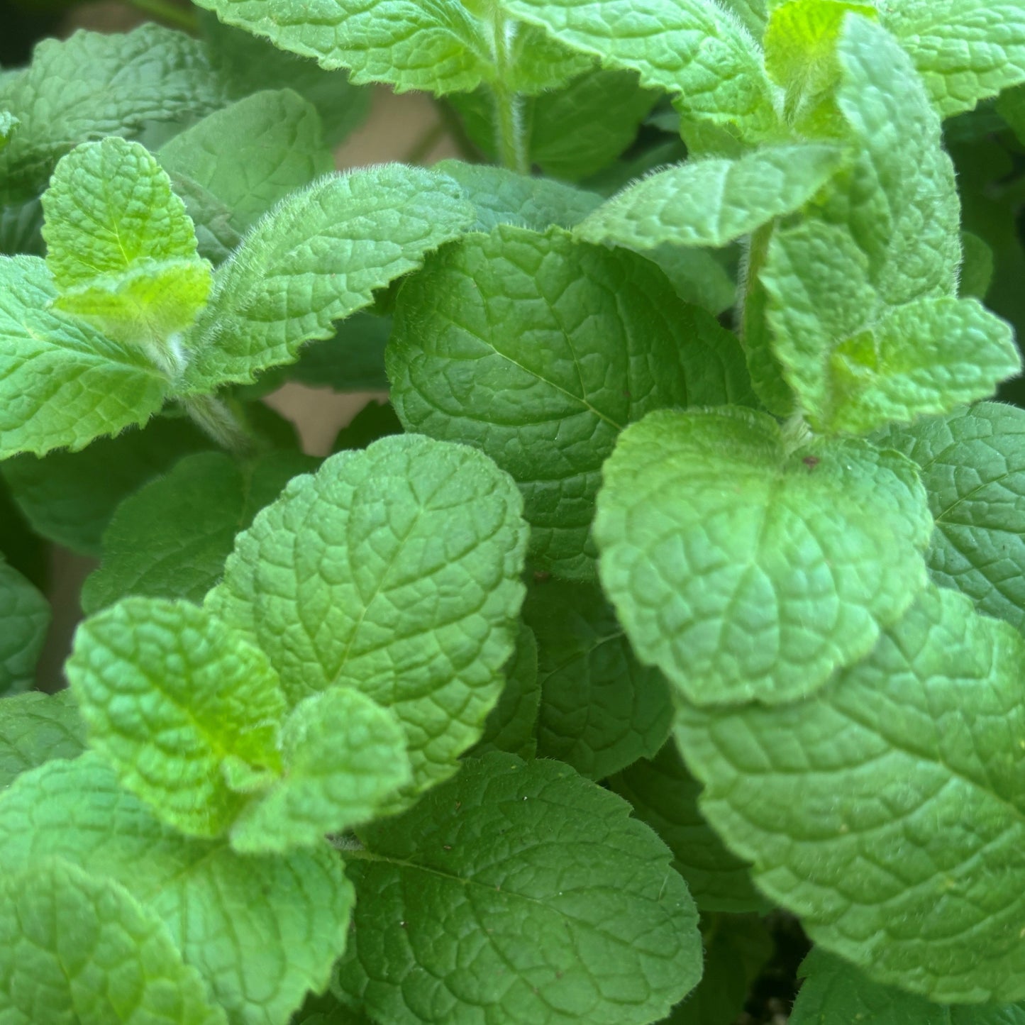 Mint 'Apple'
