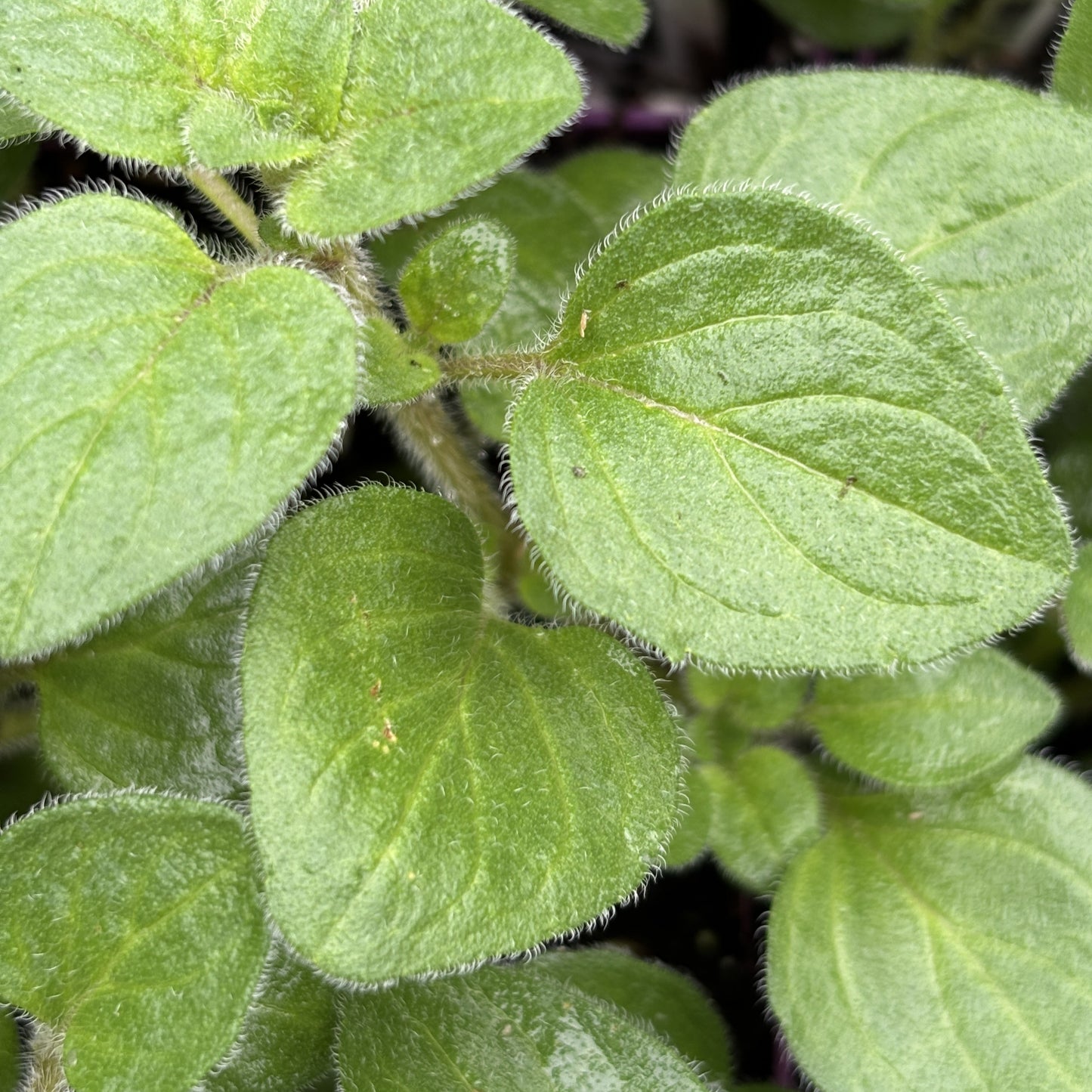 Oregano 'Hot & Spicy'