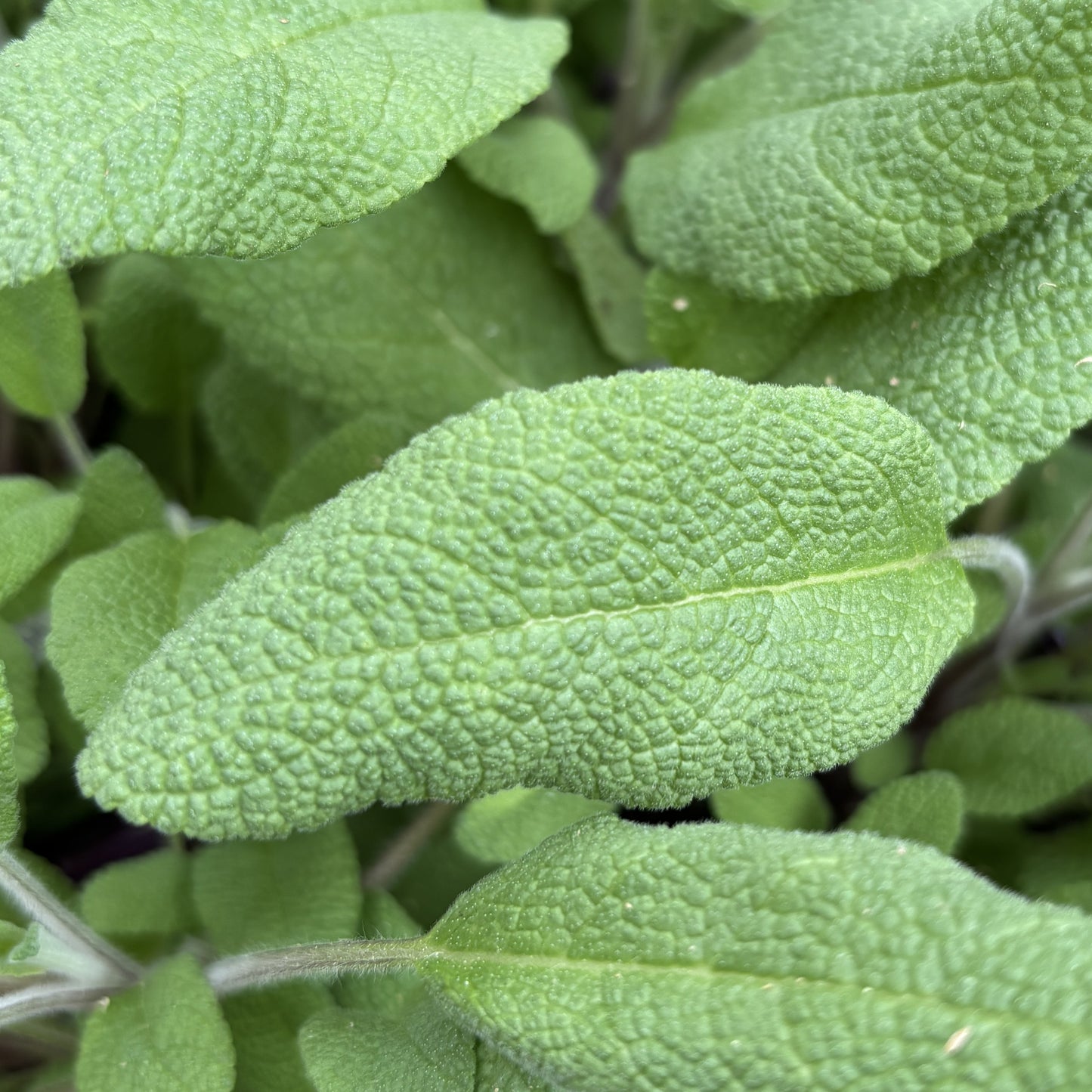 Sage 'Garden'