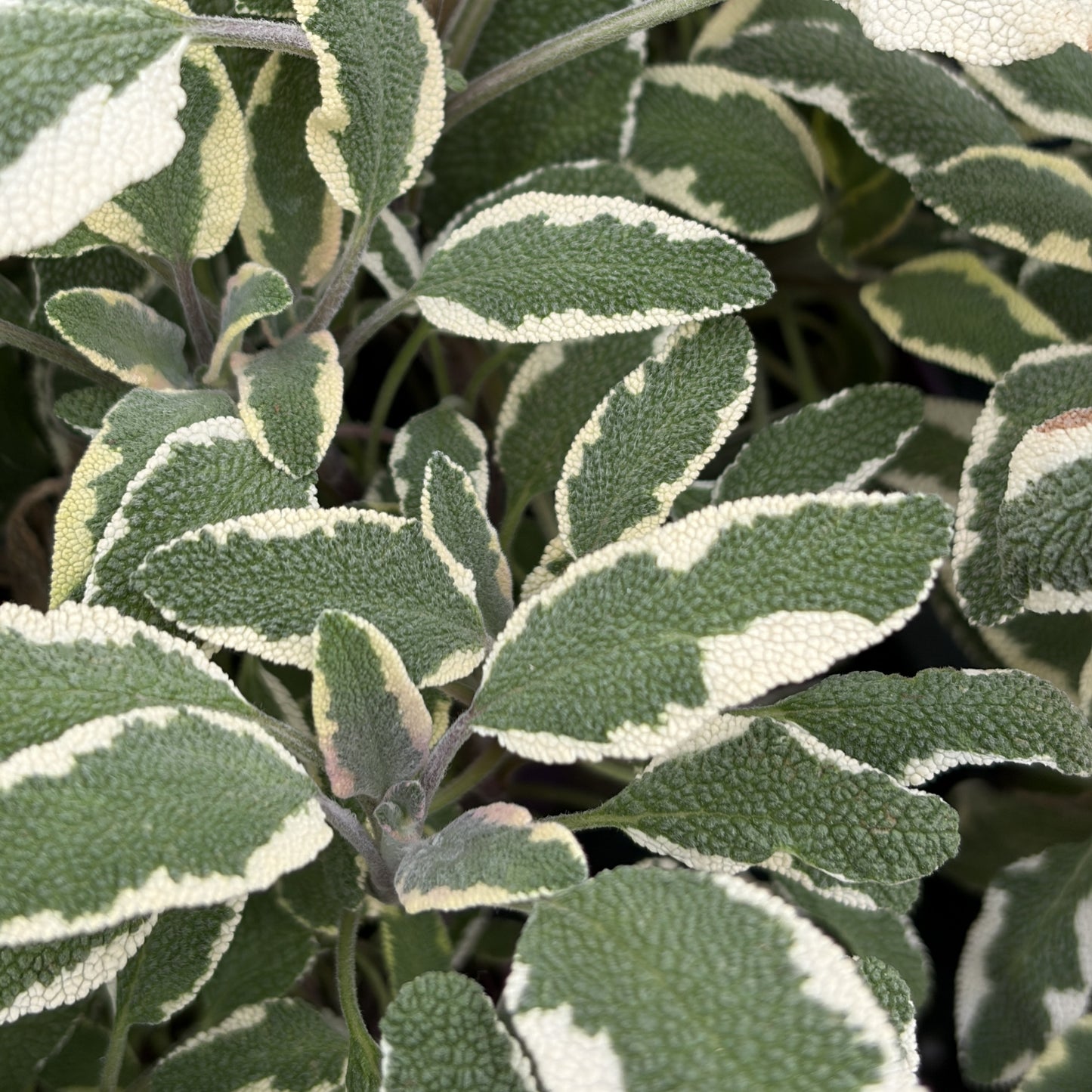 Sage 'Tricolour'