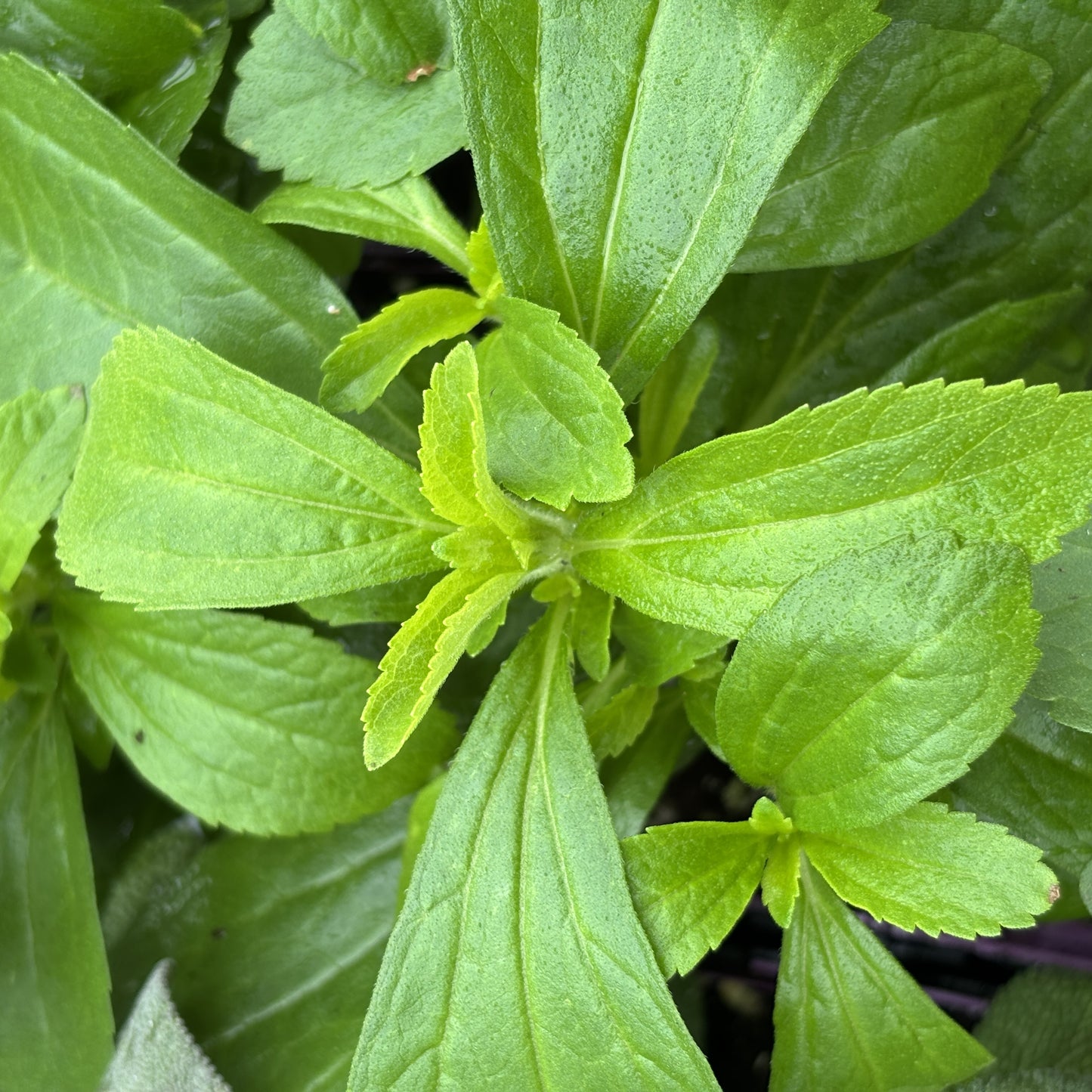 Stevia 'Sweet Leaf'