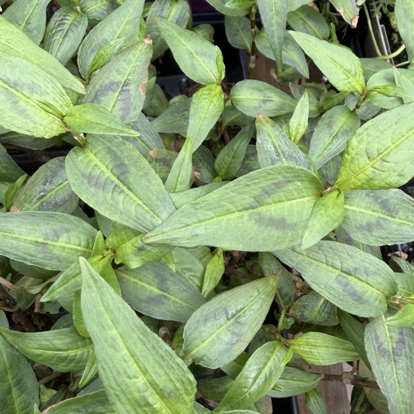 Basil 'Thai'