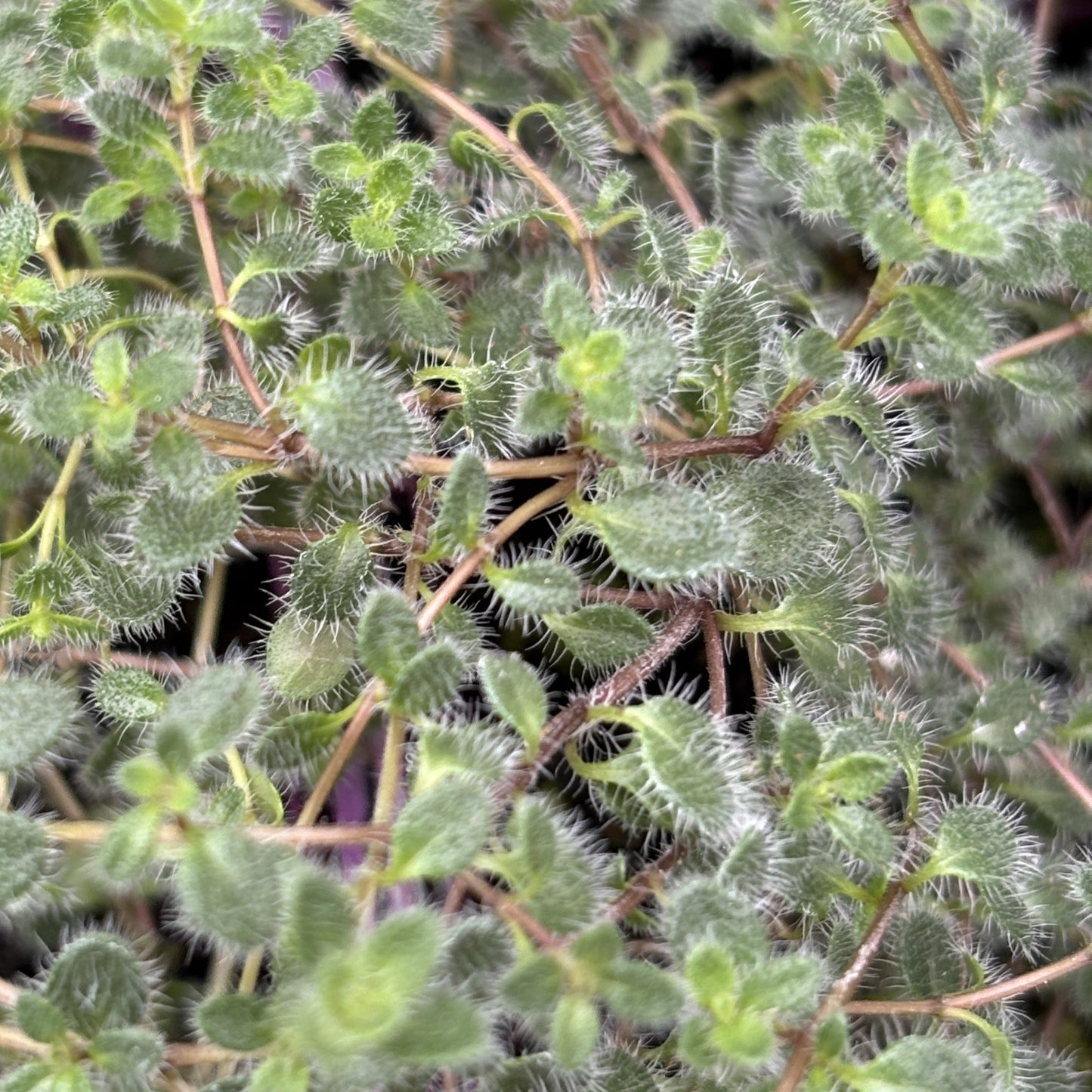 Thyme 'Woolly'