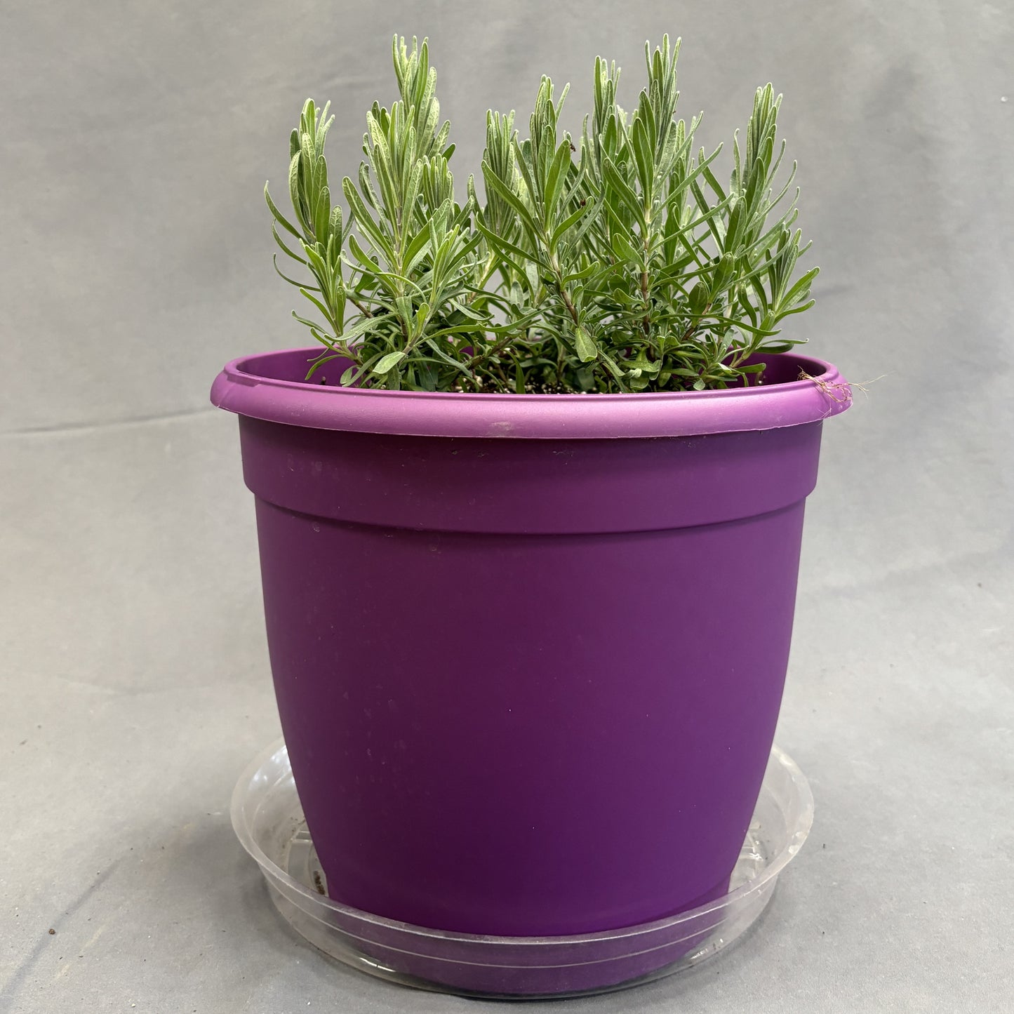Big Time Blue Lavender