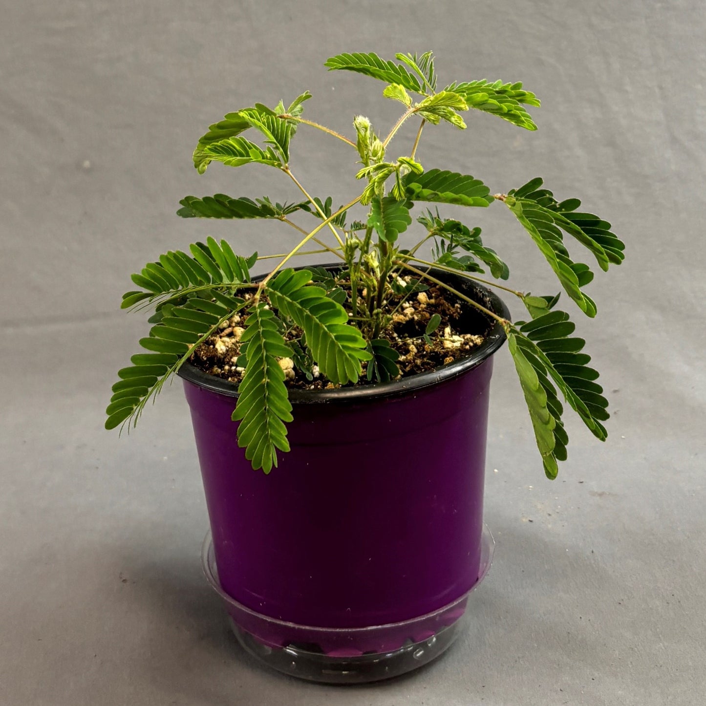 Sensitive Plant 'Mimosa'