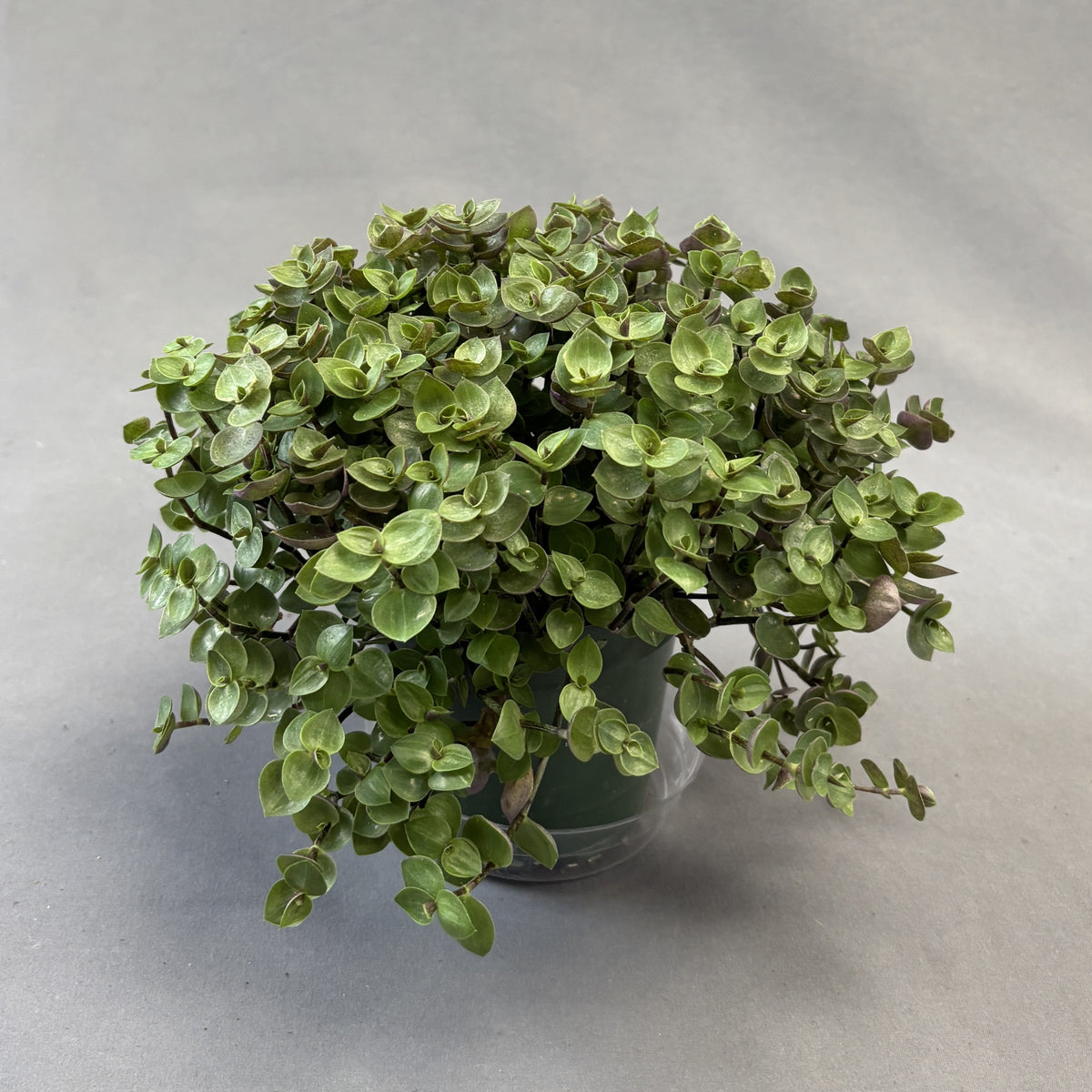 Bolivian Inch Plant