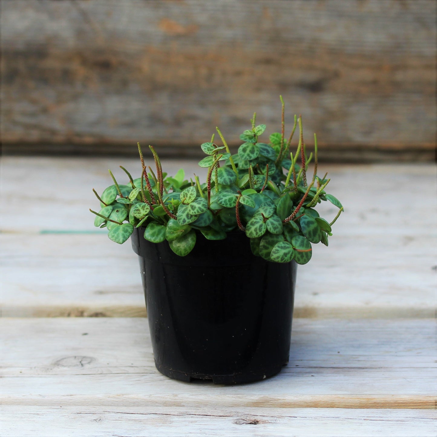 String of Turtles