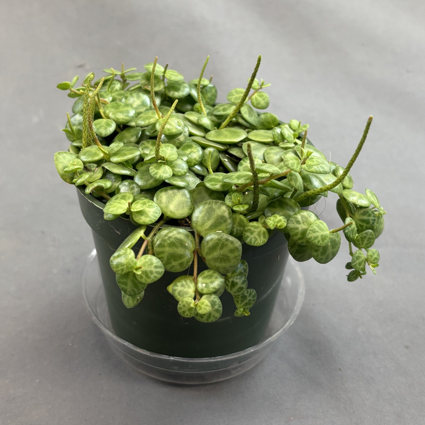 String-of-Turtles