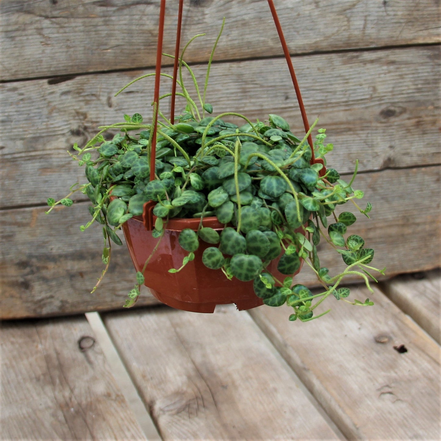 String of Turtles
