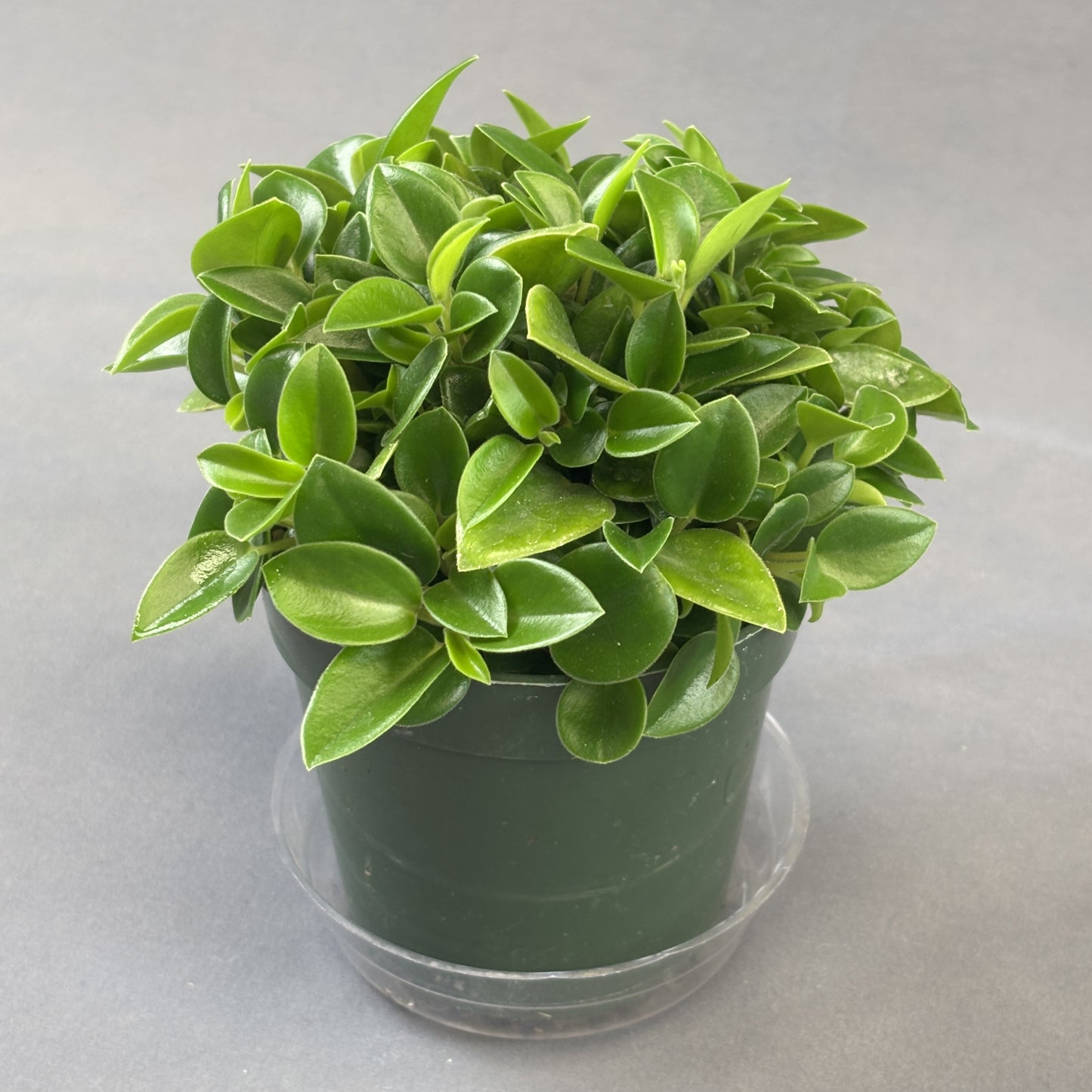 Peperomia 'Cupid'