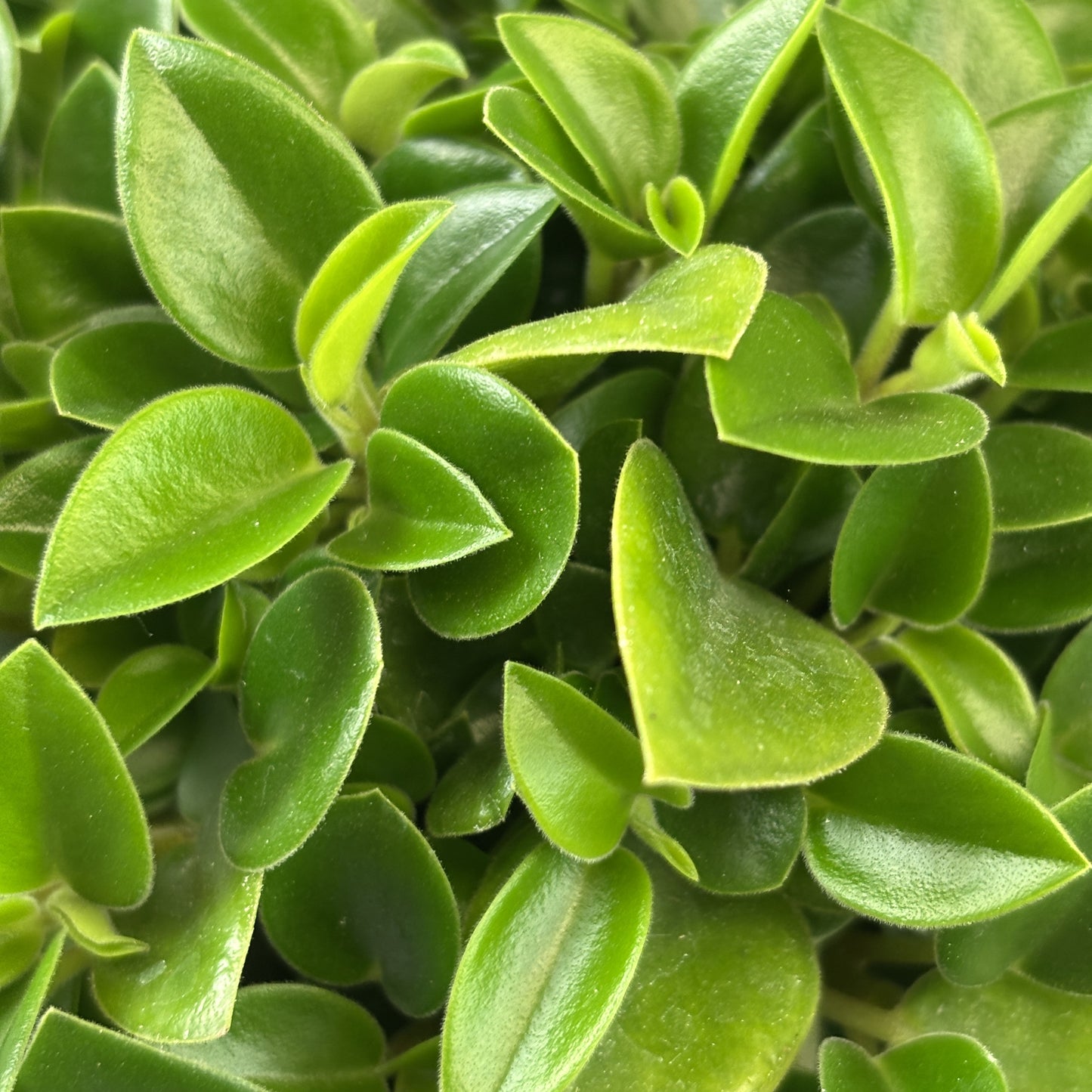 Peperomia 'Cupid'