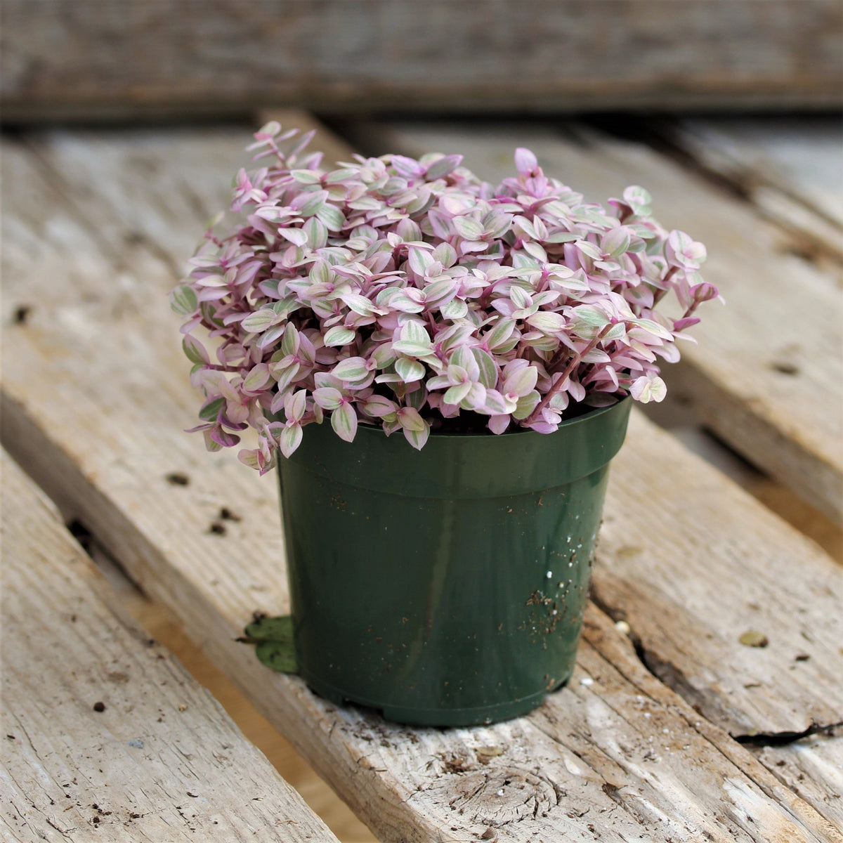 Callisia 'Pink Lady'