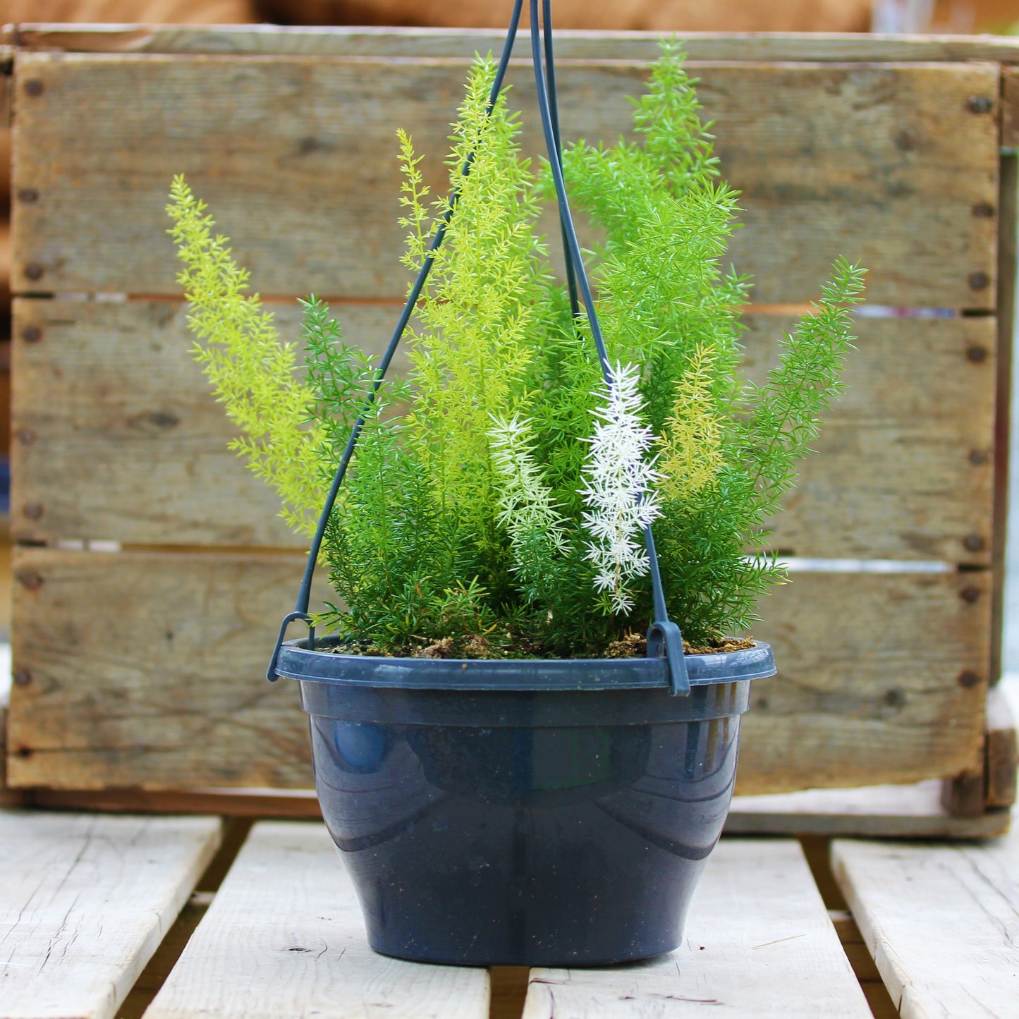 Foxtail Fern