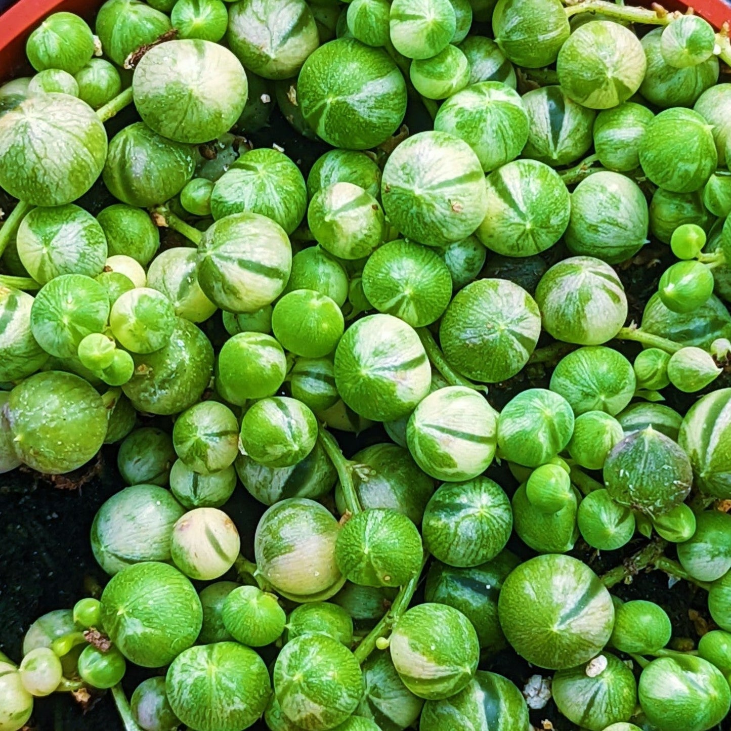 String-of-Pearls