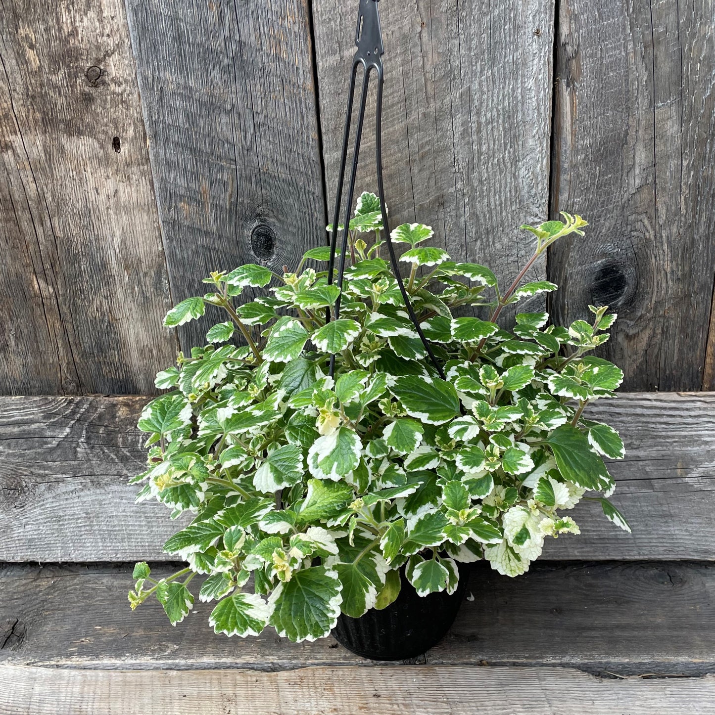 Swedish Ivy