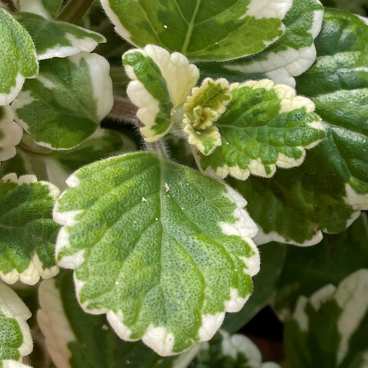 Swedish Ivy