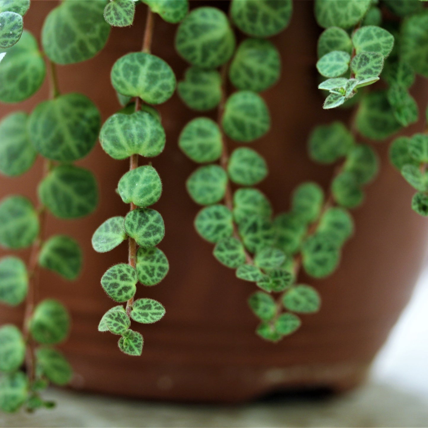 String of Turtles