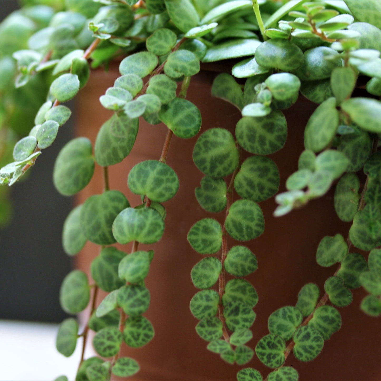 String of Turtles