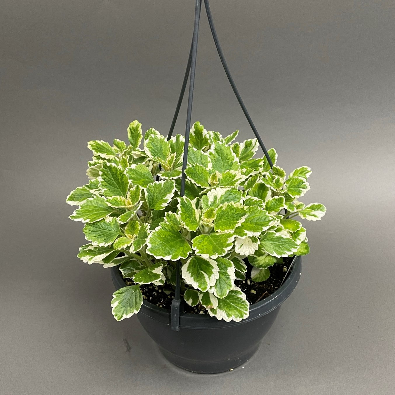 Swedish Ivy